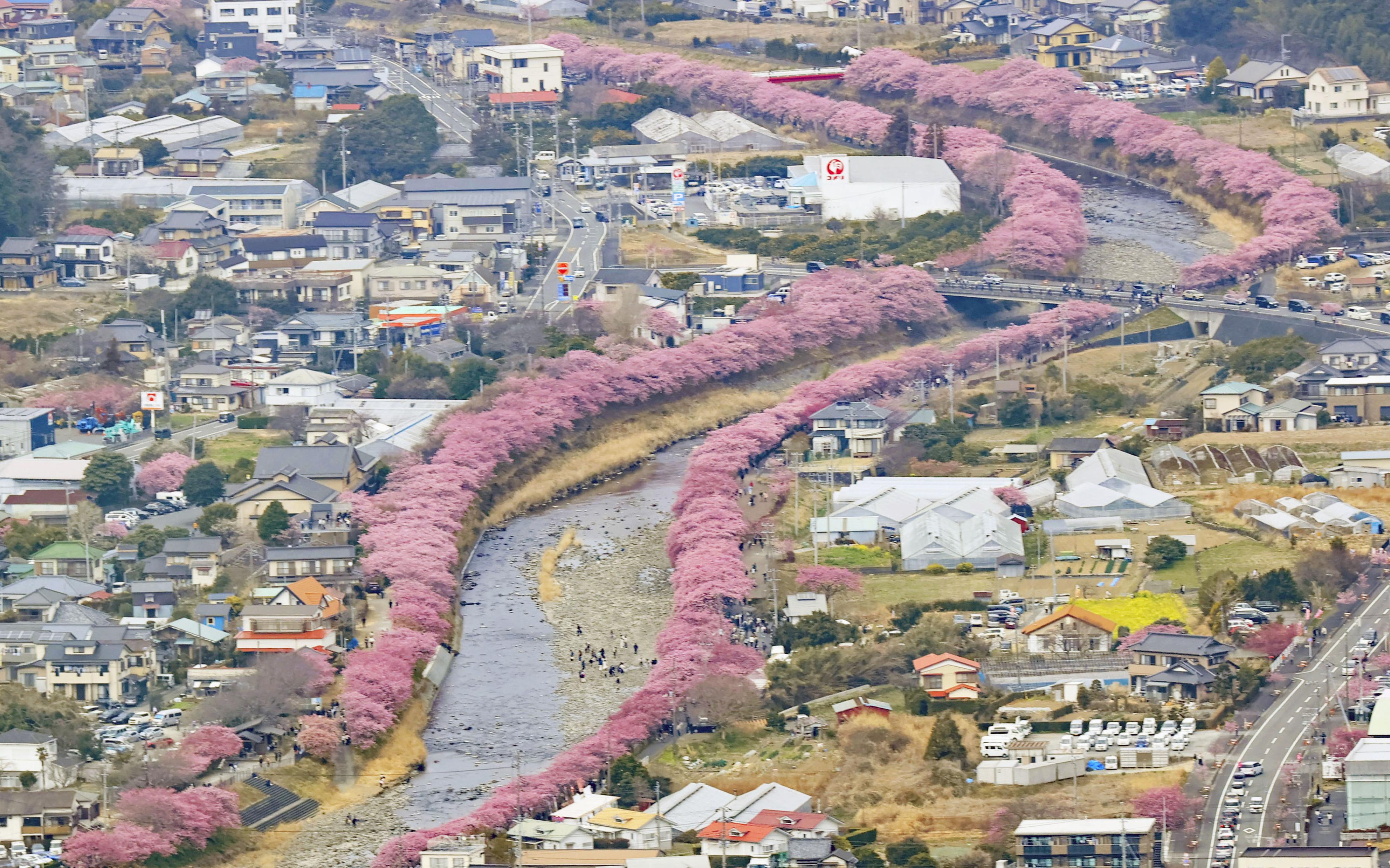 河津桜が見頃、川沿いはピンク色に 寒波で開花遅れ、静岡 - 産経ニュース