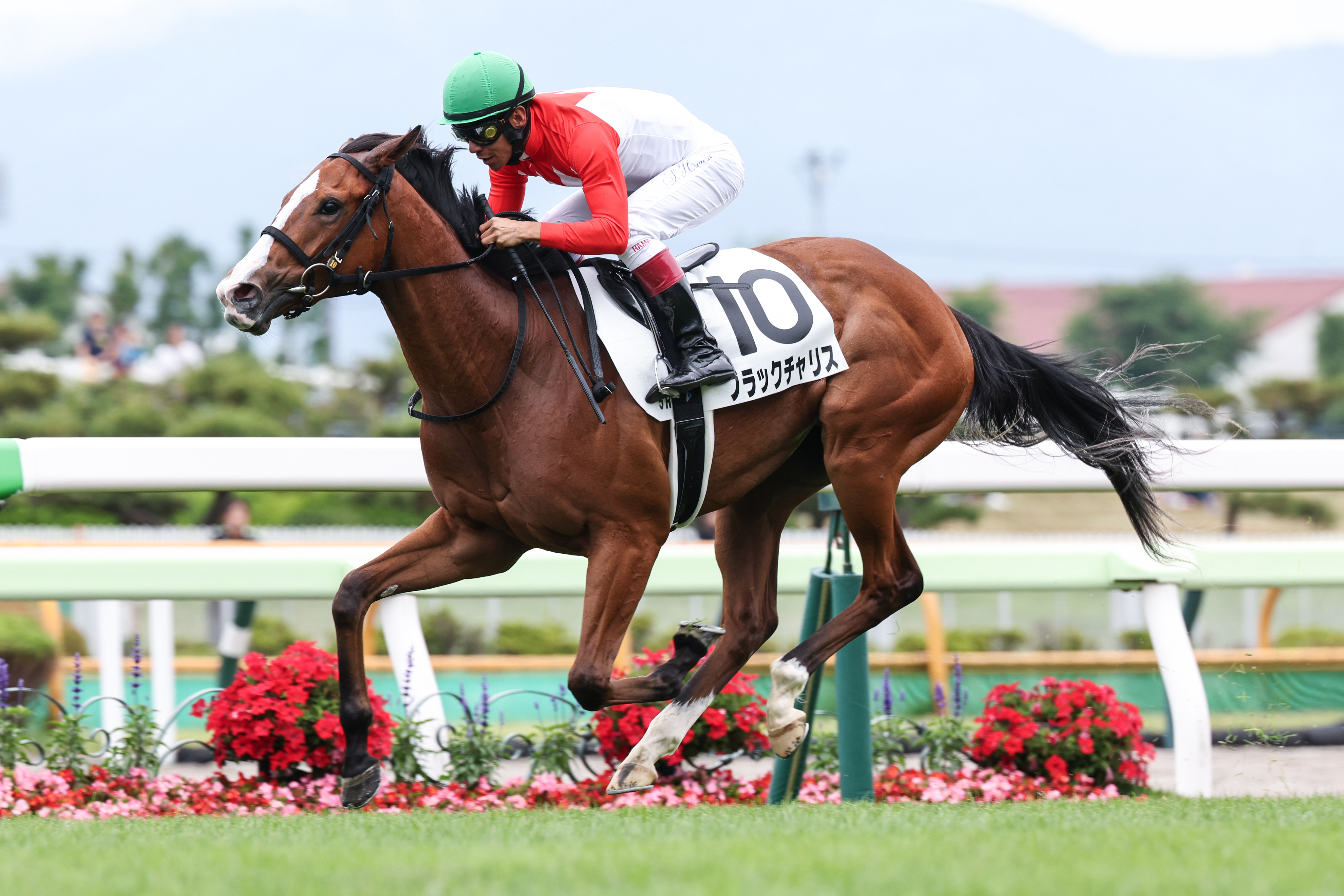 第36回 ジャパンカップ 全馬単勝馬券 キタサンブラック JRAホームページ｜データファイル｜競走成績データ