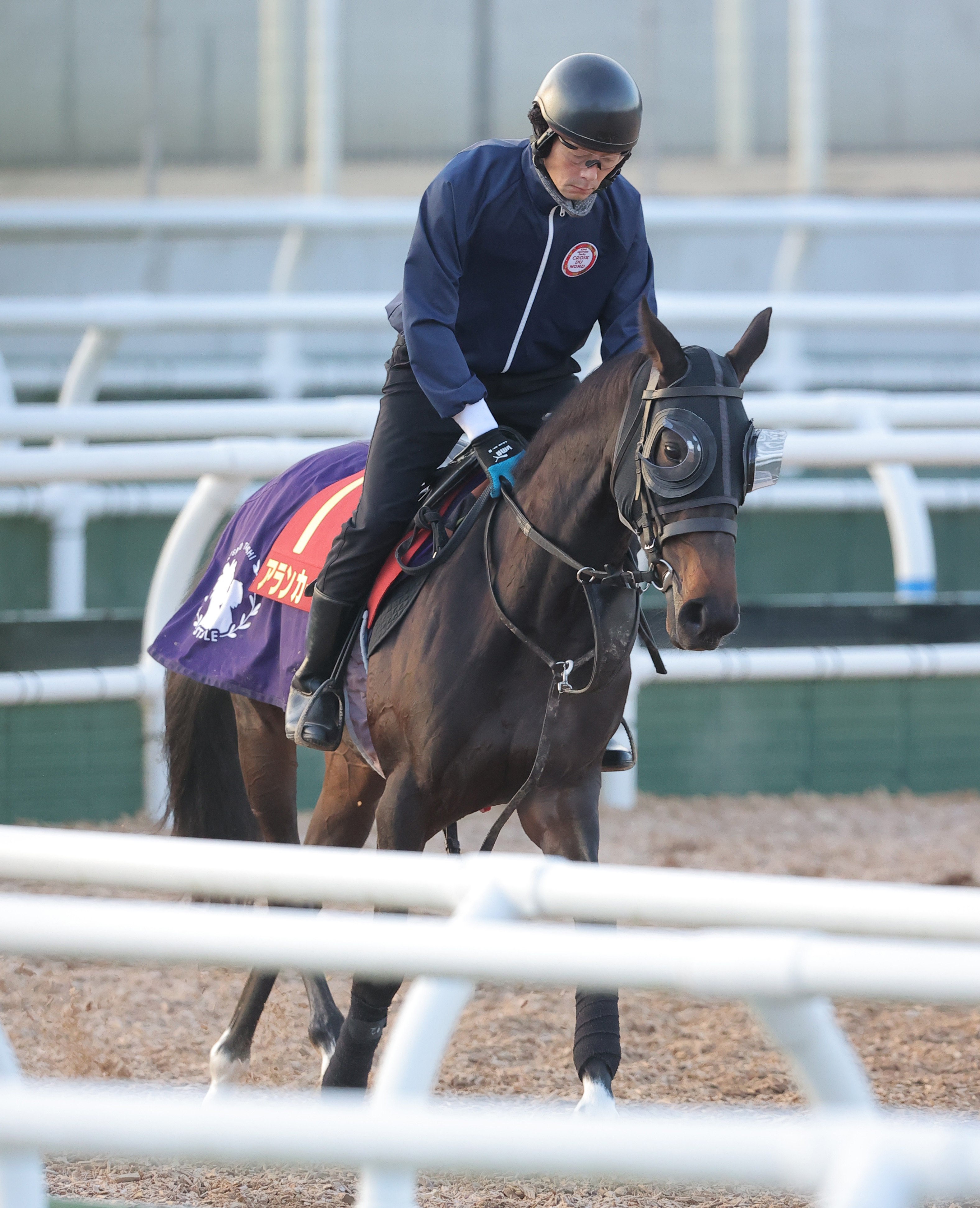 阪神JF 枠順の明暗】アランカールは➁枠④番 斉藤崇師「後ろからになる