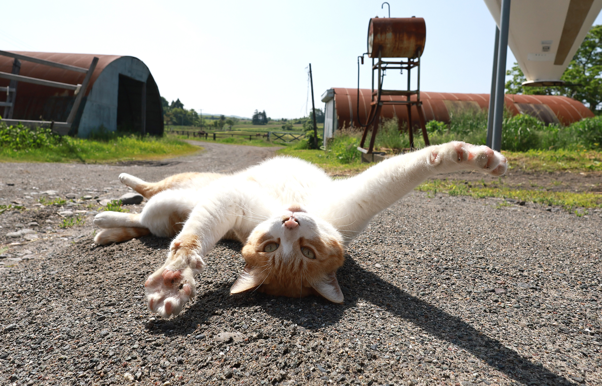 動画】ハート柄の猫が決め手に 産経のベテランカメラマンが撮る「猫