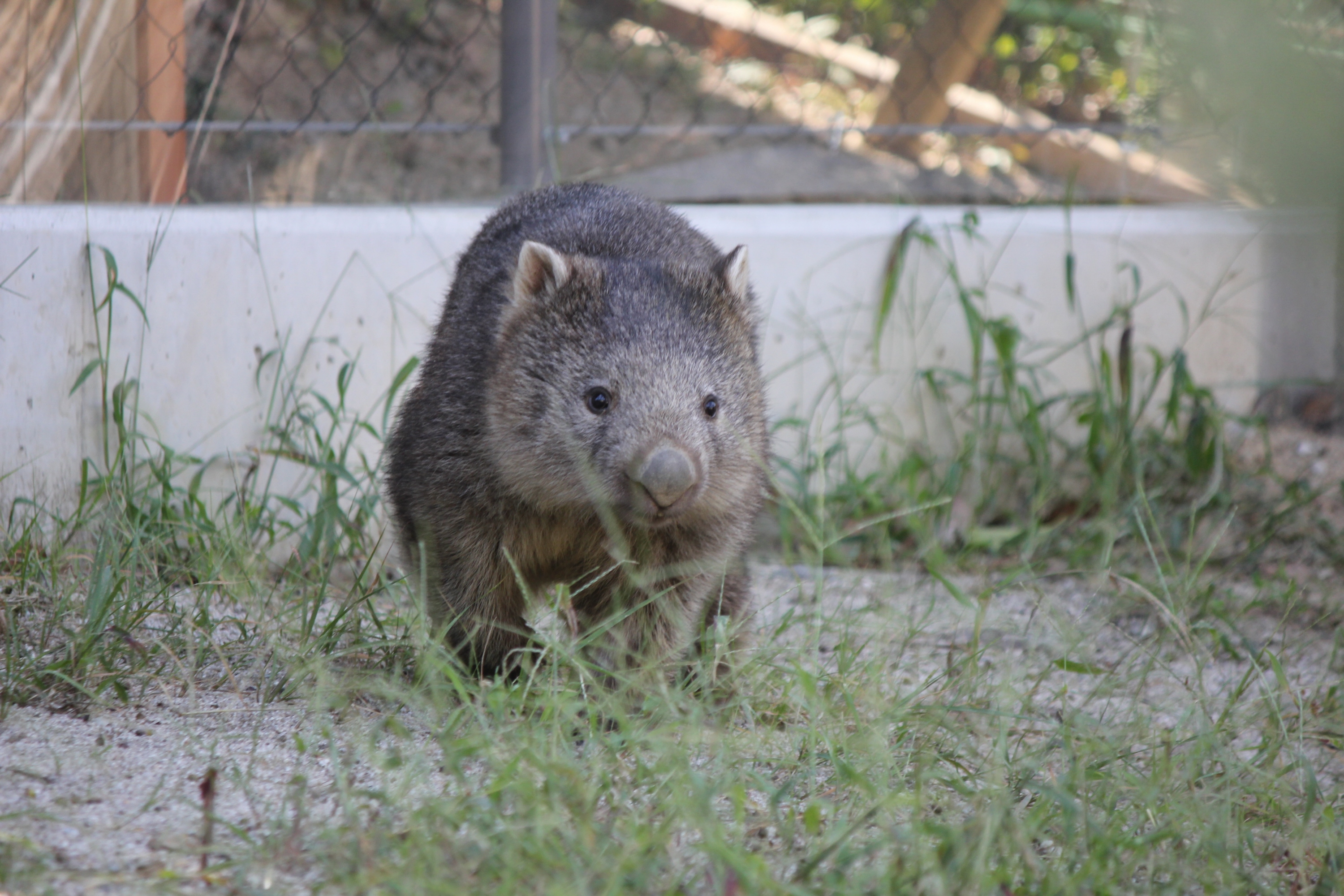 新品★五月山動物園　ウォンバット　ポロシャツ　LL　2022 大阪北部の五月山動物園にウォンバット2頭が仲間入り 3歳の雄、11月に
