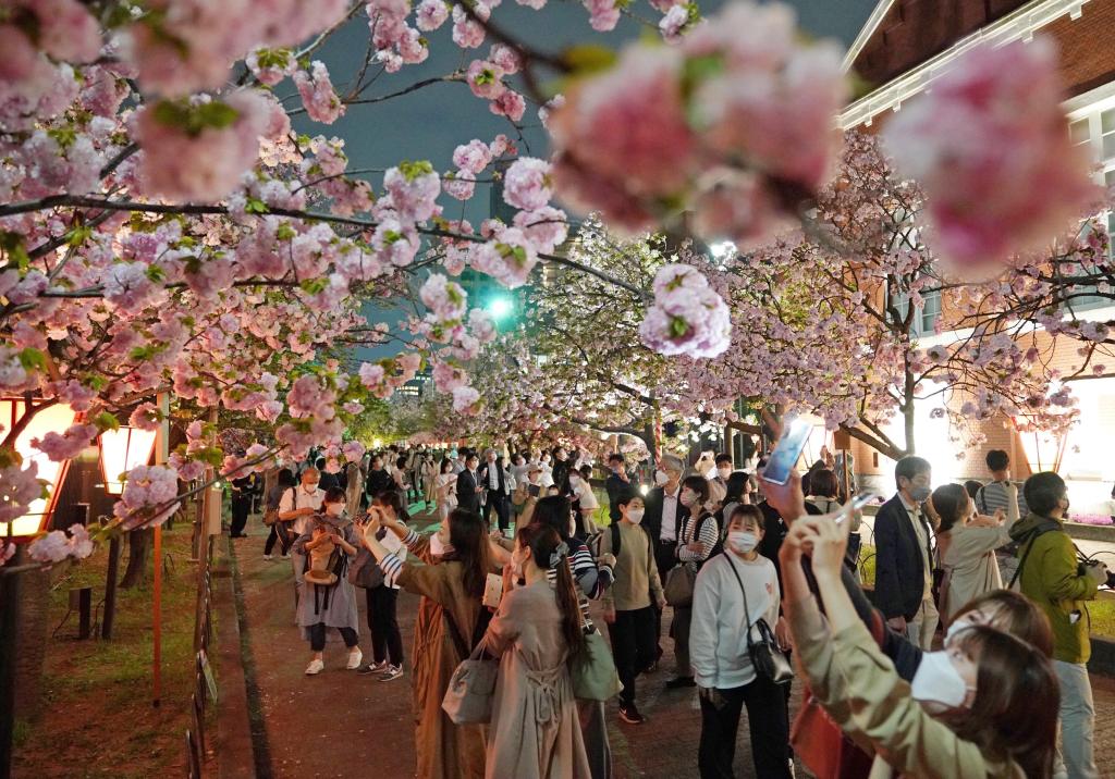 造幣局「桜の通り抜け」、4月7日から開催 今年も事前申込制に - 産経