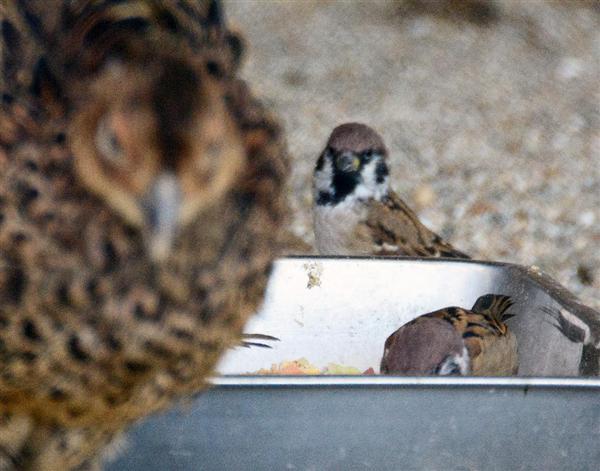 キジ舎に「スズメ」の解説板 秋田の動物園 侵入への皮肉にネットで大