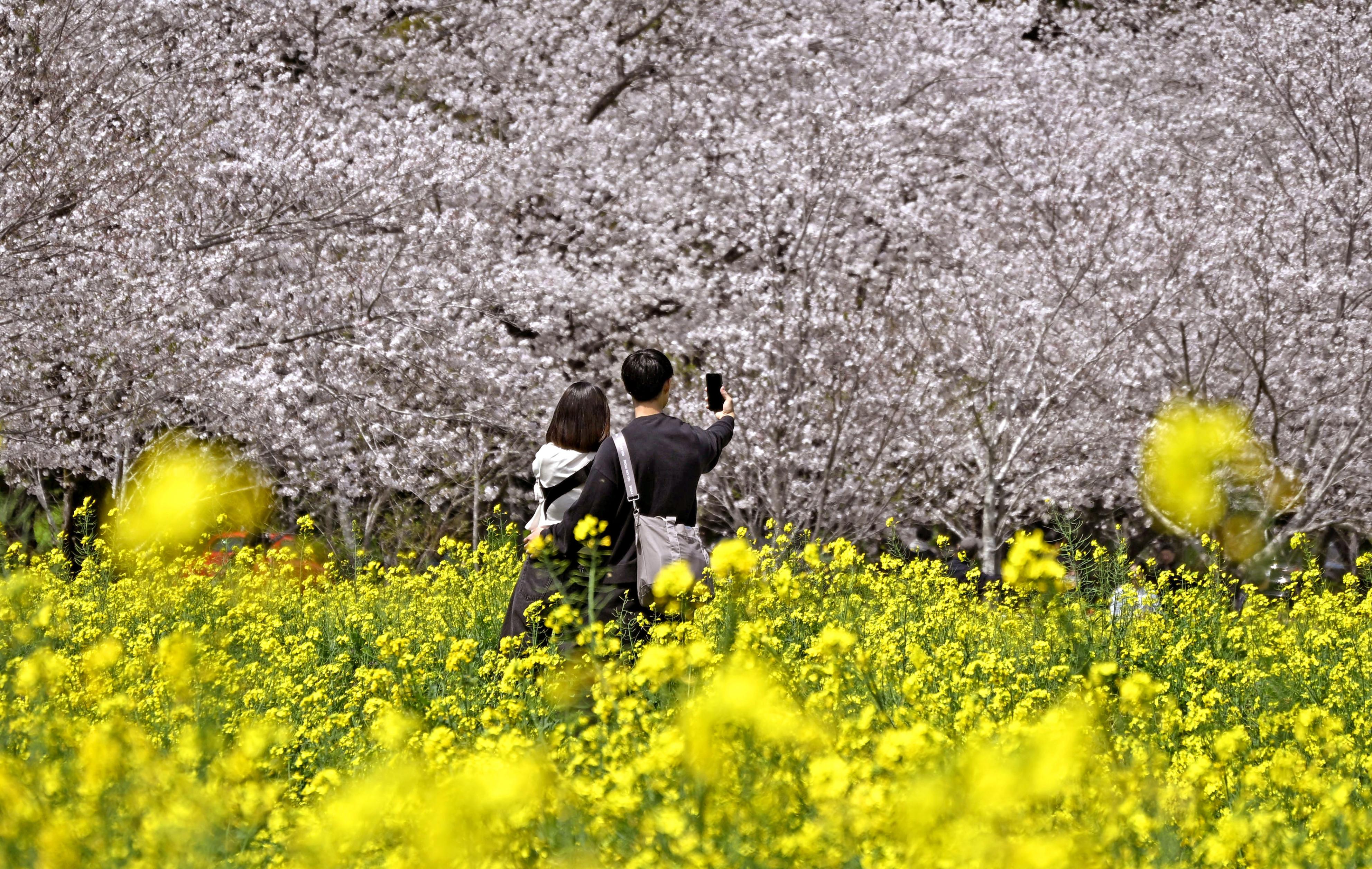 油絵 原画「生命の輝きと春の風」A4 額装付 西都原古墳群 桜 菜の花 YJDOVVFQL5PXHJTHBKUBGHCMPM.jpg