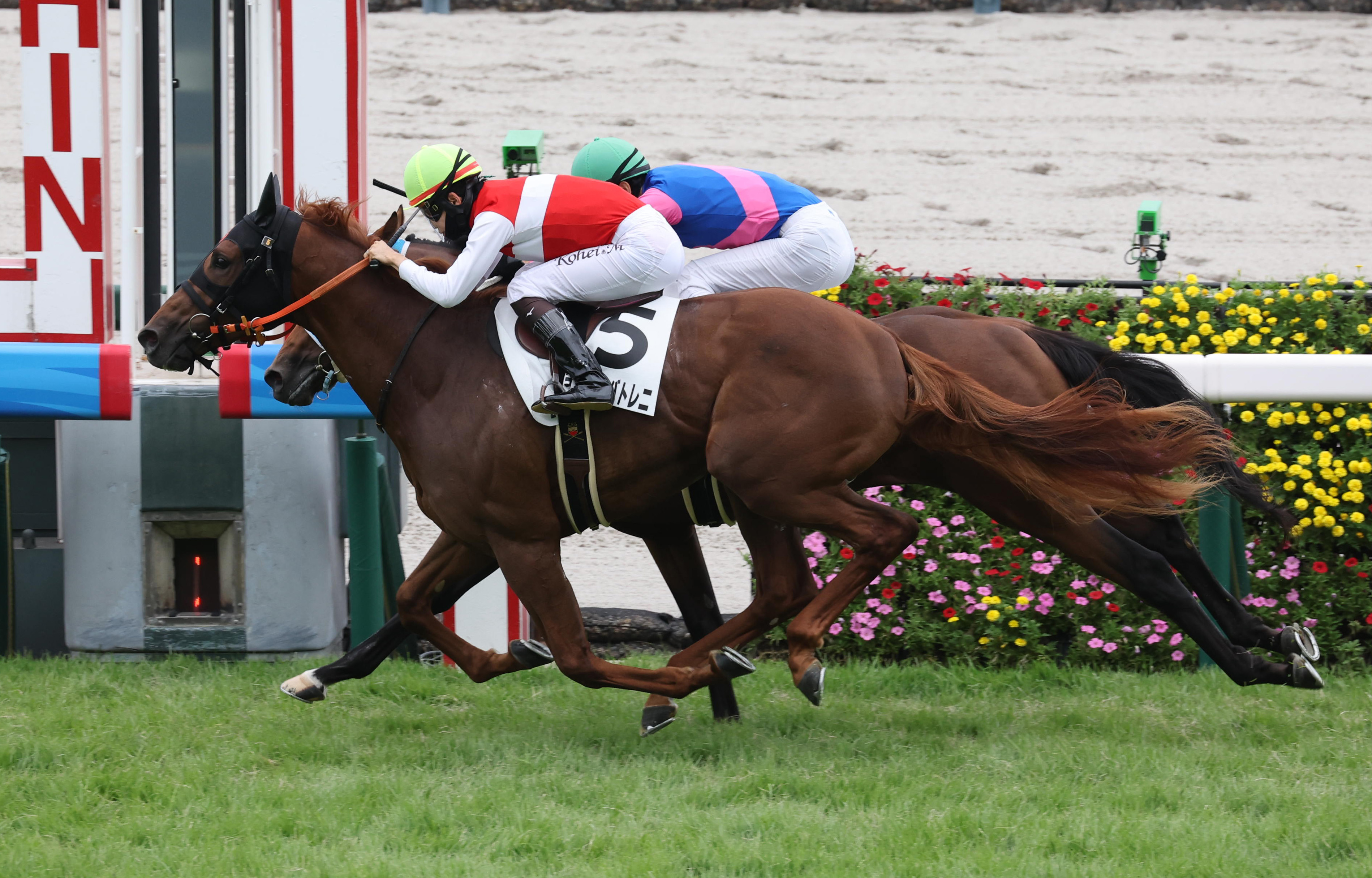 2歳未勝利・阪神2R】ショウナンパンドラの子ショウナンバトレニが初