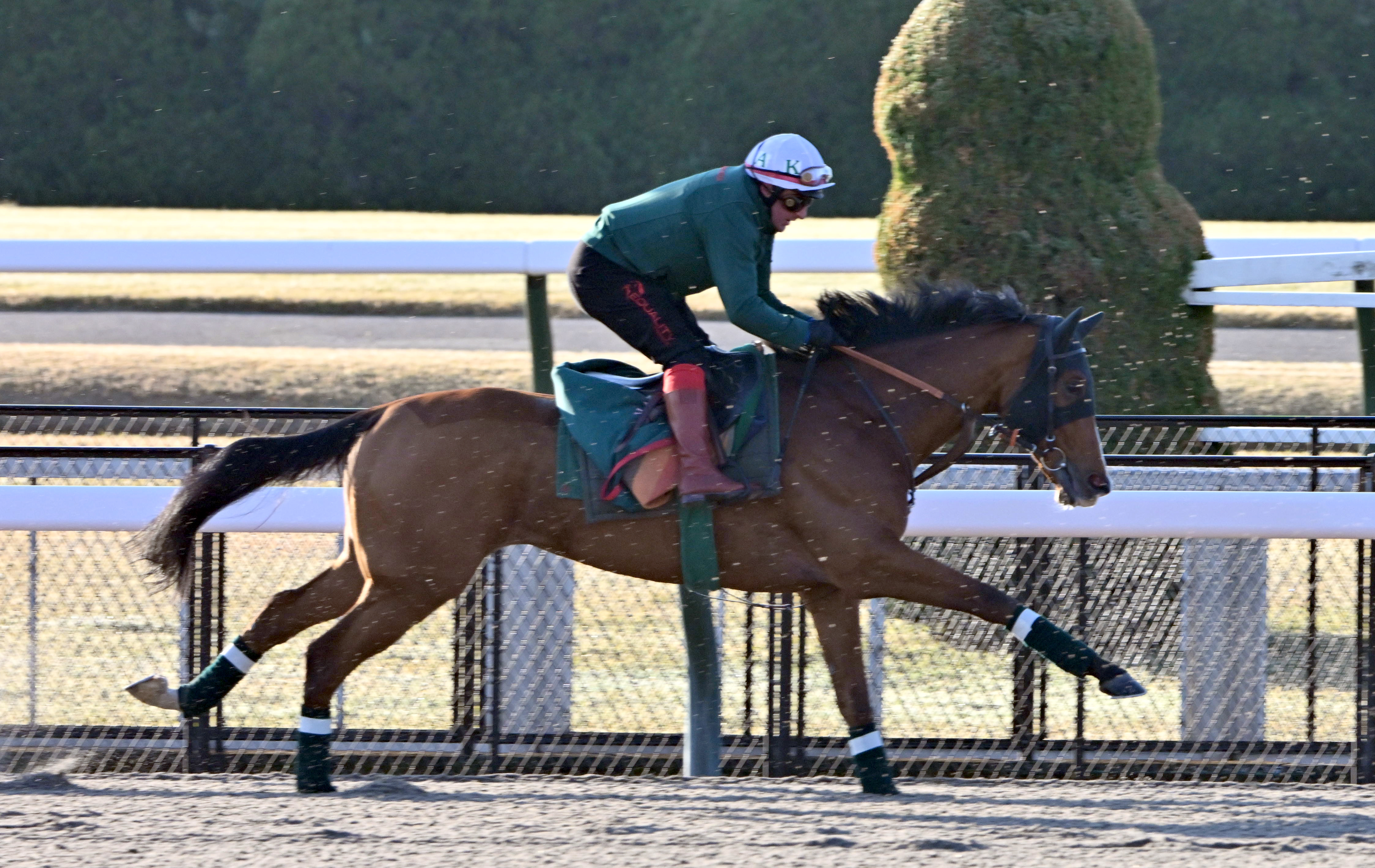 ジャパンC】GⅠ3連勝中のカランダガン 欧州最強馬の看板通り「（凱旋門