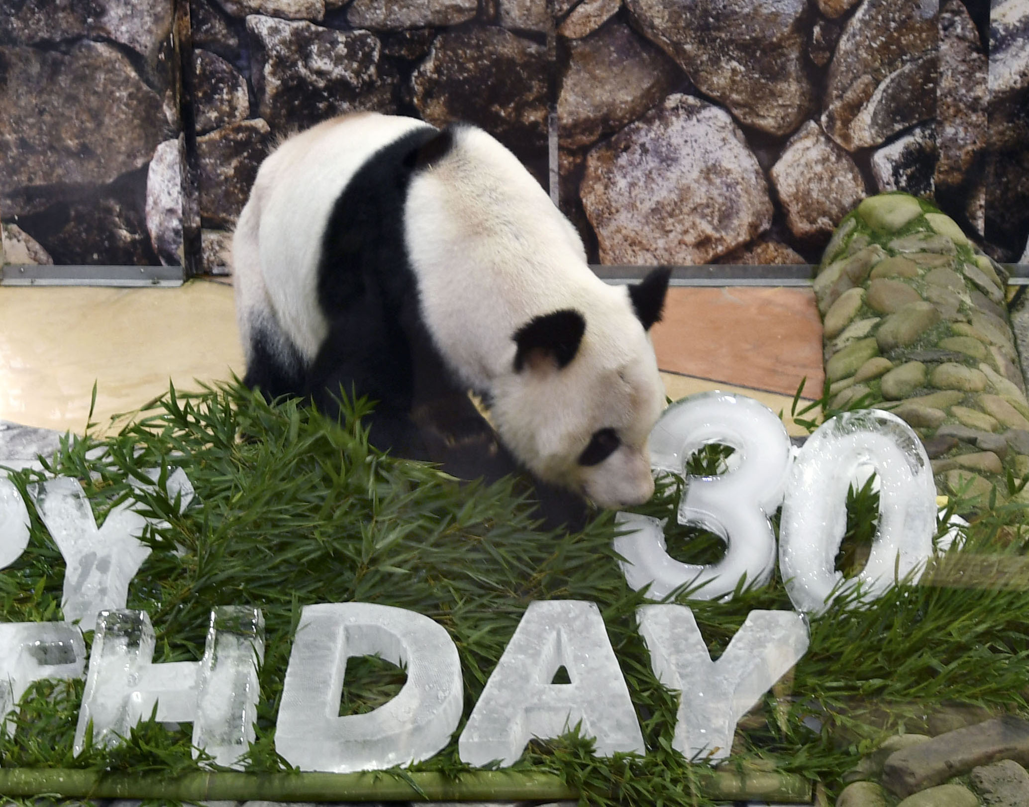 ジャイアントパンダ　永明30歳記念 写真集「永明からつながるスマイルストーリー」 ジャイアントパンダ永明30歳記念 写真集「永明からつながるスマイル