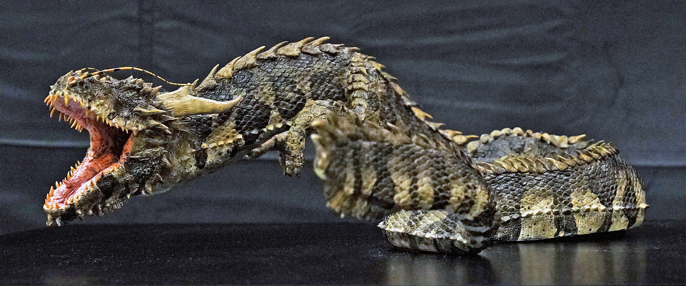 龍のフィギュアでまちおこし 和歌山・龍神 - 産経ニュース