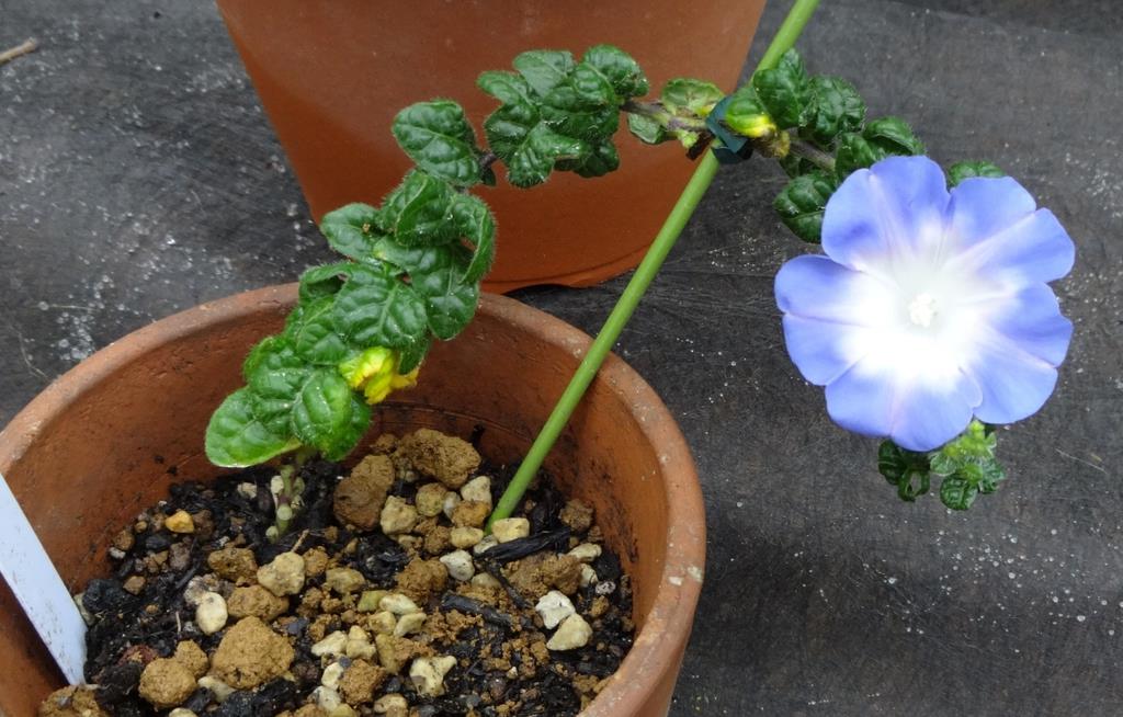 メンデルも驚き ディープな変化朝顔の世界 1 2ページ 産経ニュース