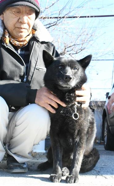 甲信越の戌 山梨 甲斐犬の カイ 趣味で育て１１年 いまや犬舎も 1 2ページ 産経ニュース