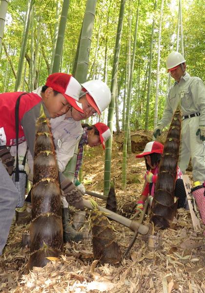 万博公園でタケノコ掘りにチャレンジ 子供らツルハシを手に - 産経ニュース