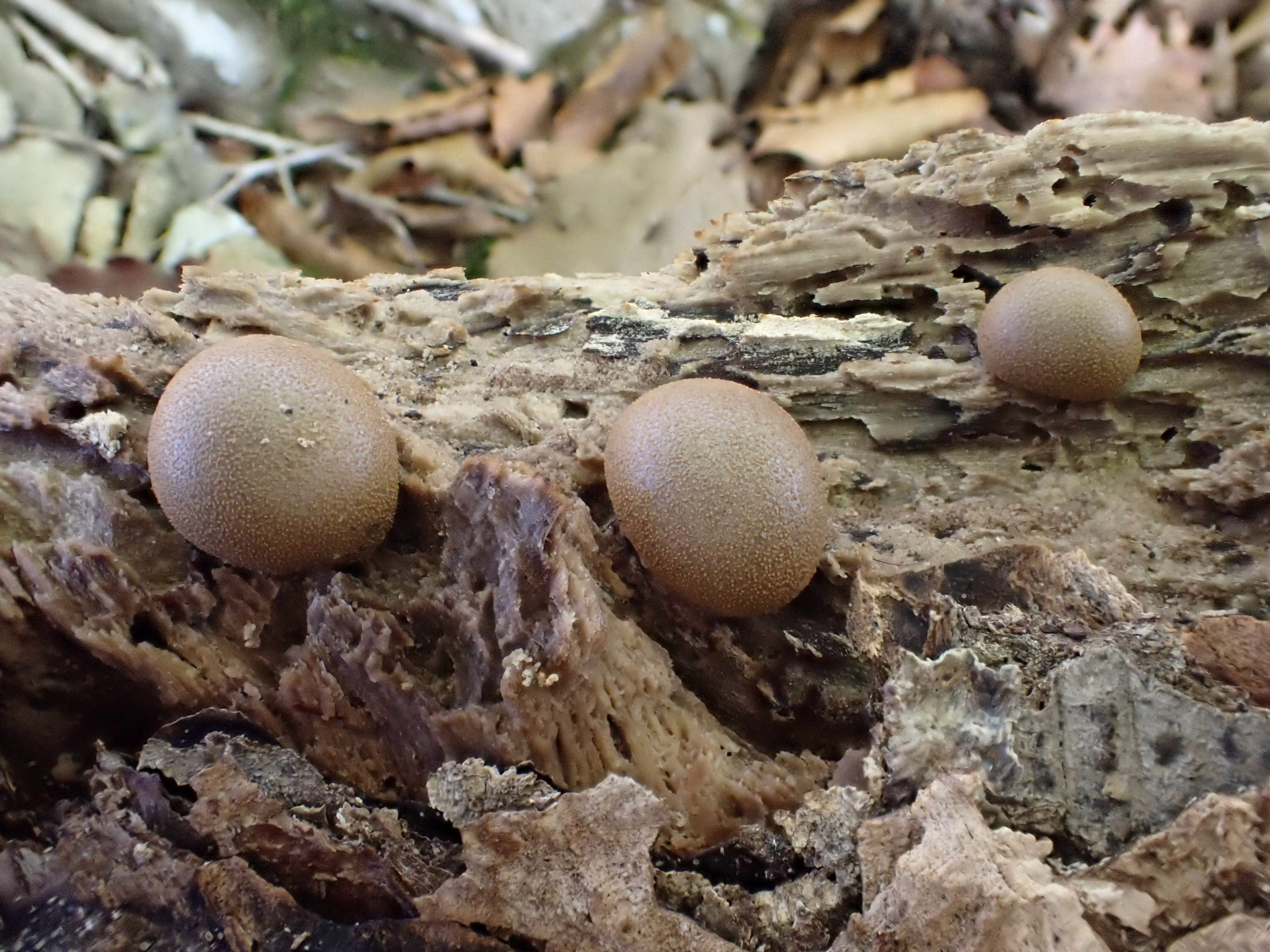 自然雑交種デタニヒイロXヒイロツマベニ♂♂標本☆ペレン島産☆特別変