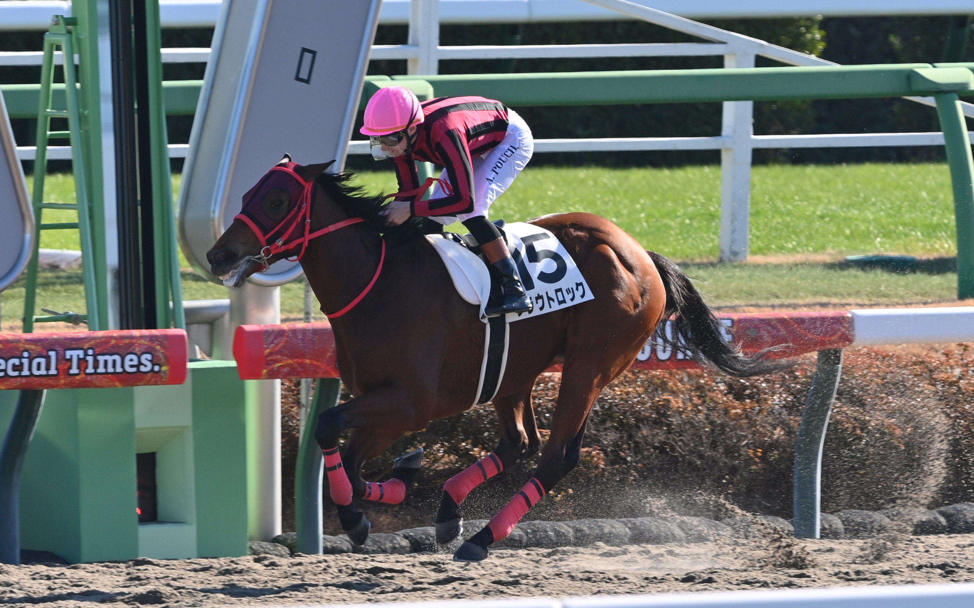 若駒ピカイチ】8馬身差Vの大型馬クラウトロックは海外も視野