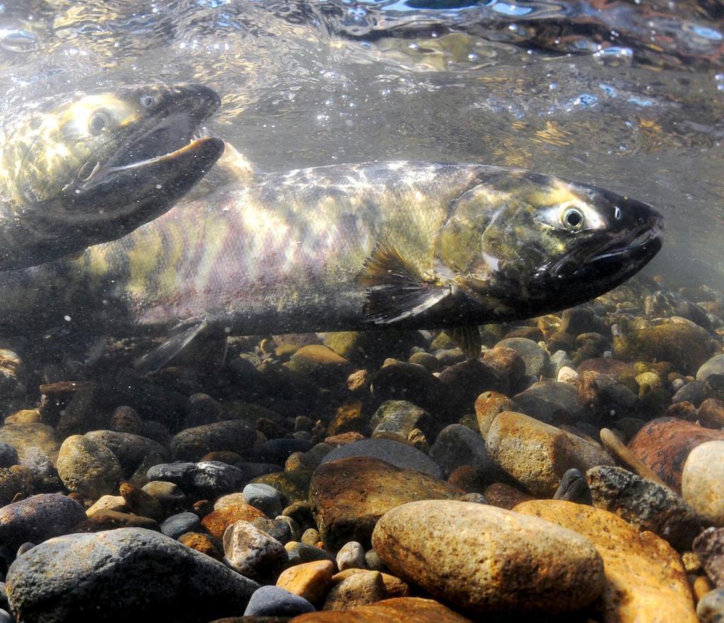 七十二候 鮭魚群 １２月１７ ２１日 産経ニュース