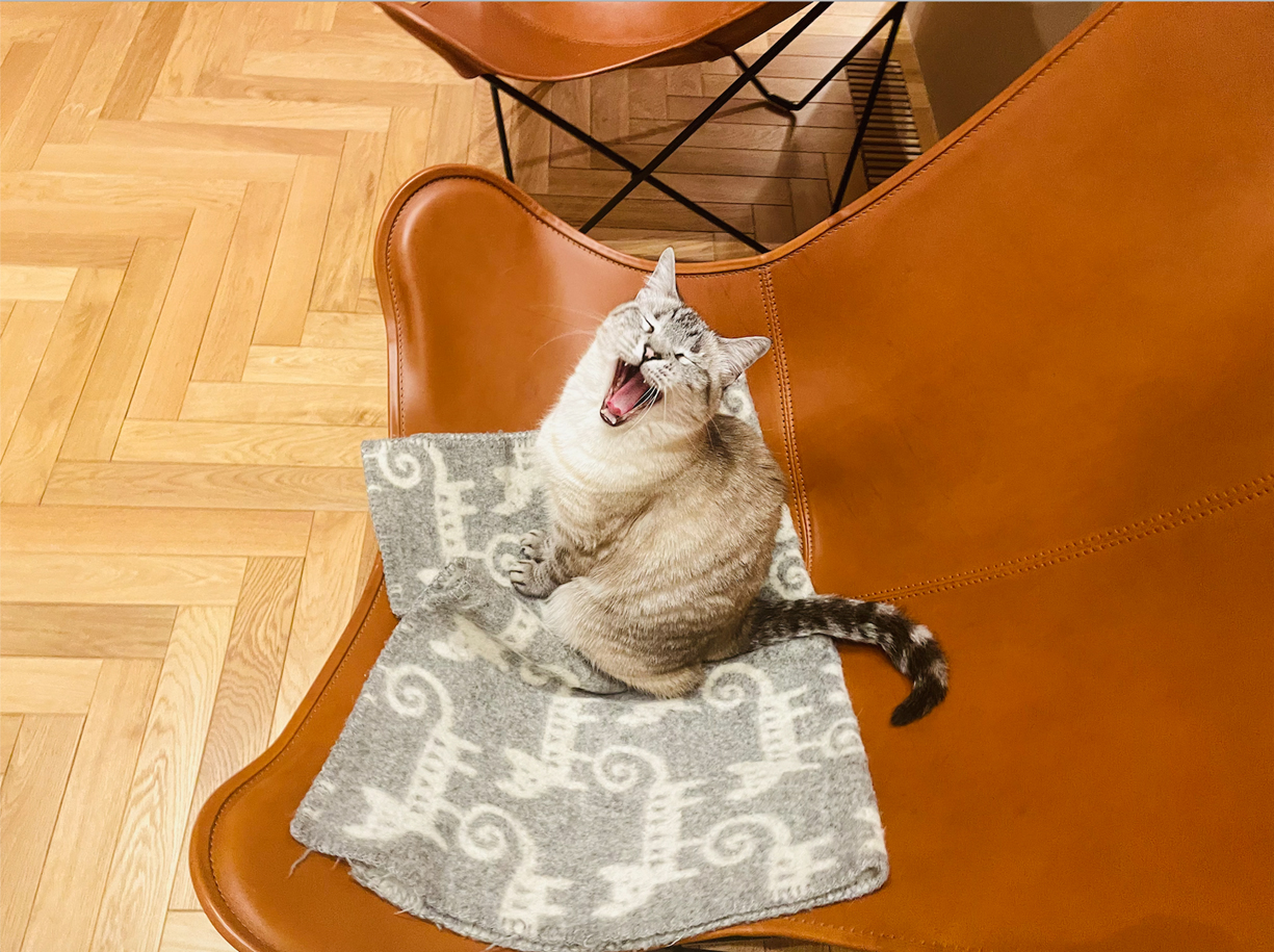 利休バッグ　バティック　椅子とネコ 猫と暮らす家 〜リラックスチェアも猫のもの〜 - イザ！