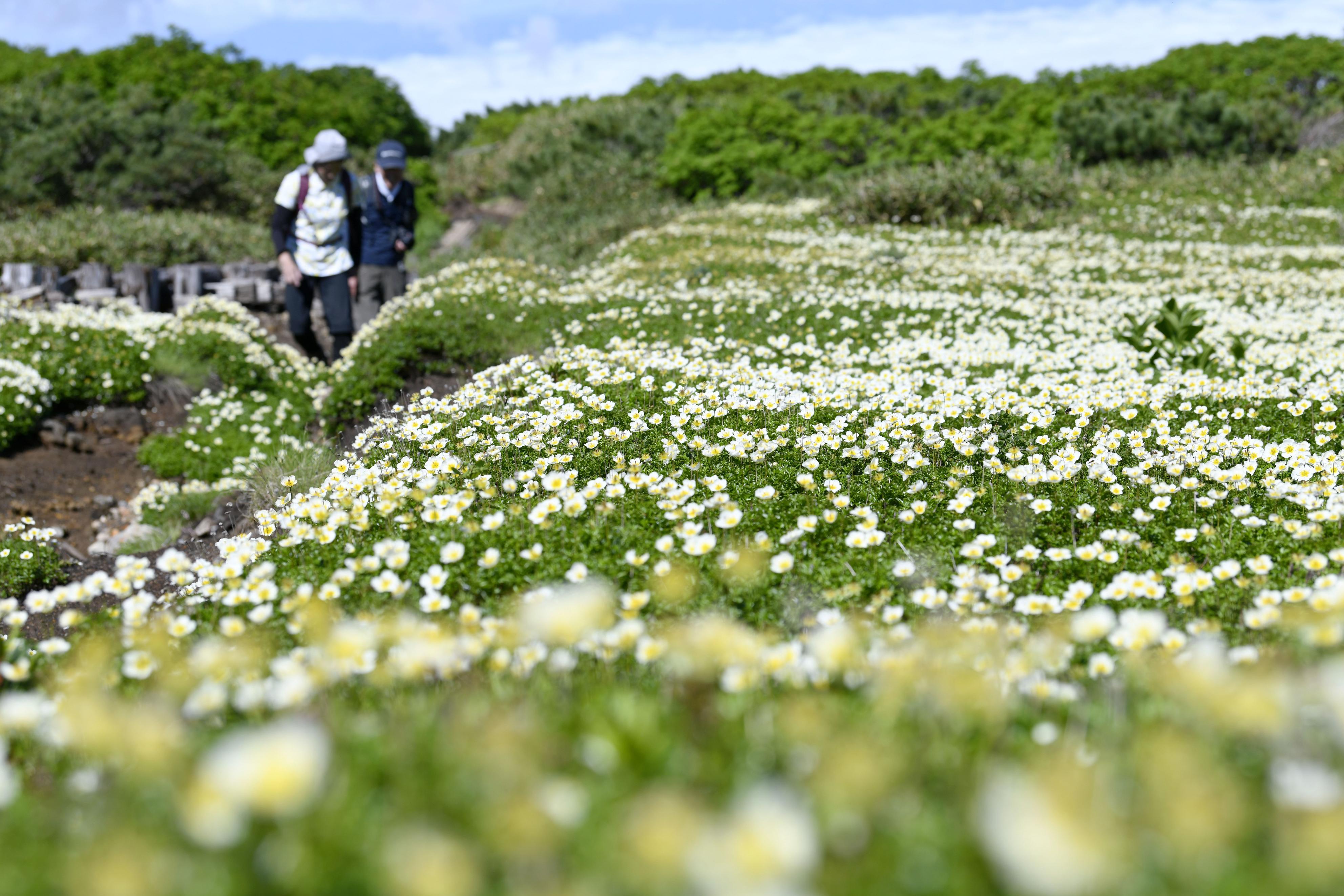 北海道の高山植物（大形本）　創土社　【中古ー非常に良い】 改訂新版 北海道の高山植物 | 梅沢 俊 |本 | 通販 | Amazon