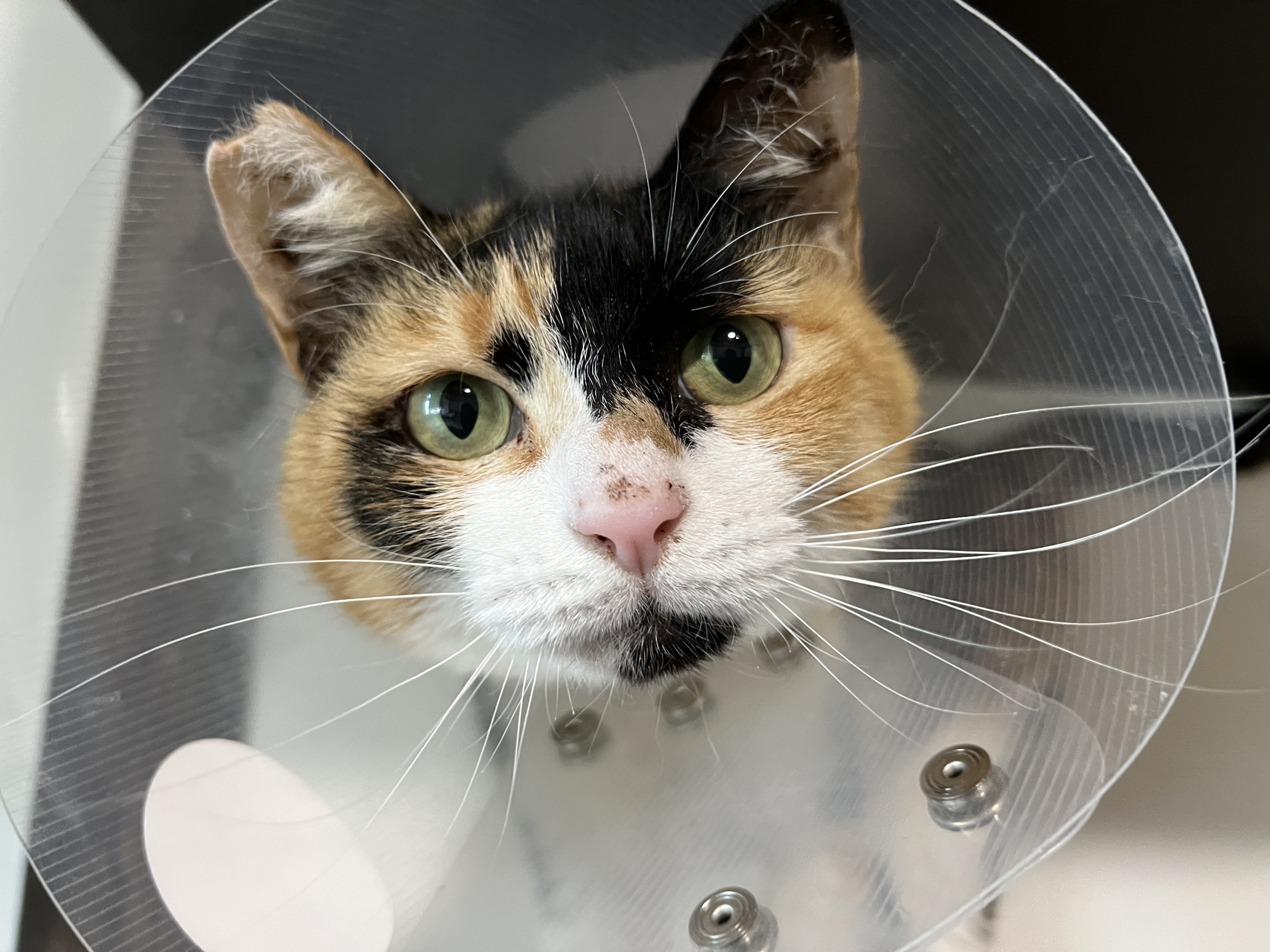 三毛猫~断捨離中~（感謝） よかれと思いつけた首輪で重傷を負った三毛猫の悲劇 ノミ取り用や