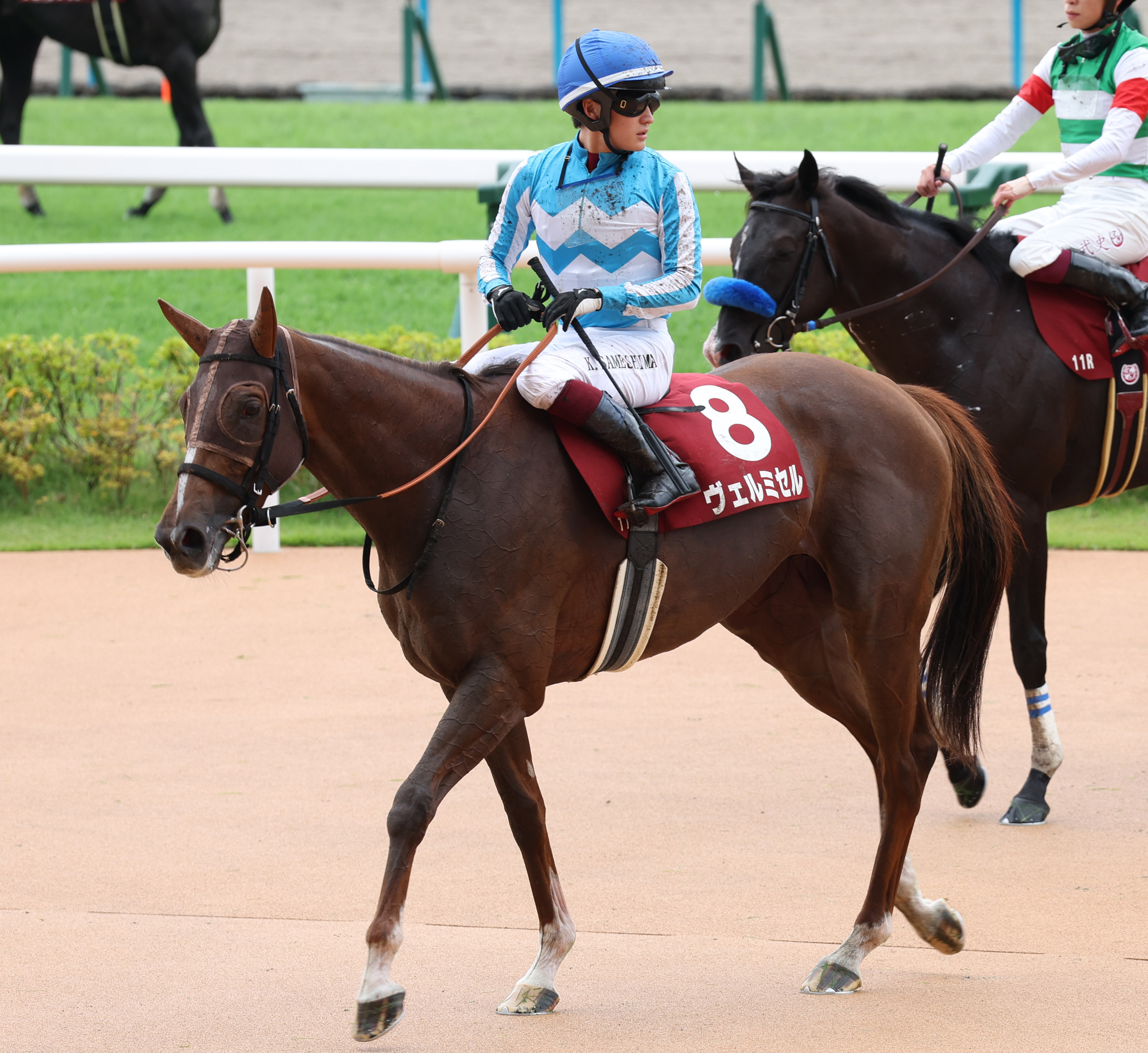 京都大賞典】ただ一頭の牝馬ヴェルミセルが3着に追い込む 鮫島克駿騎手