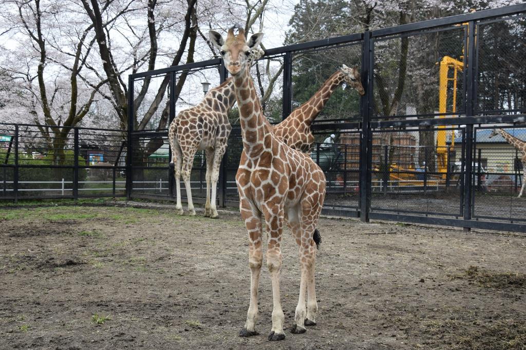 キリンの命名権販売 １００万円で落札 宇都宮動物園 産経ニュース