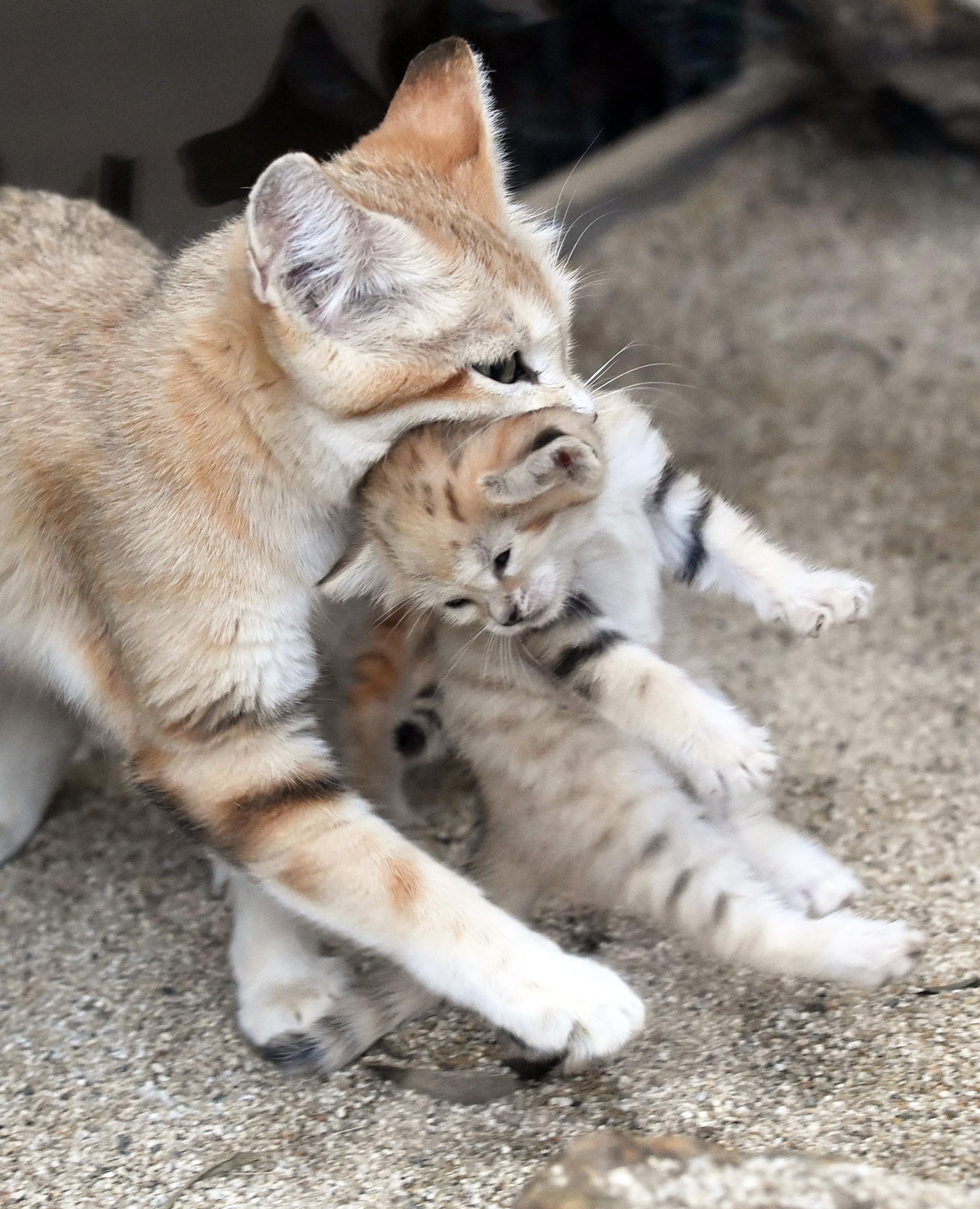 どうぶつ園のニューフェース 天使のかわいさ スナネコの赤ちゃん 産経ニュース