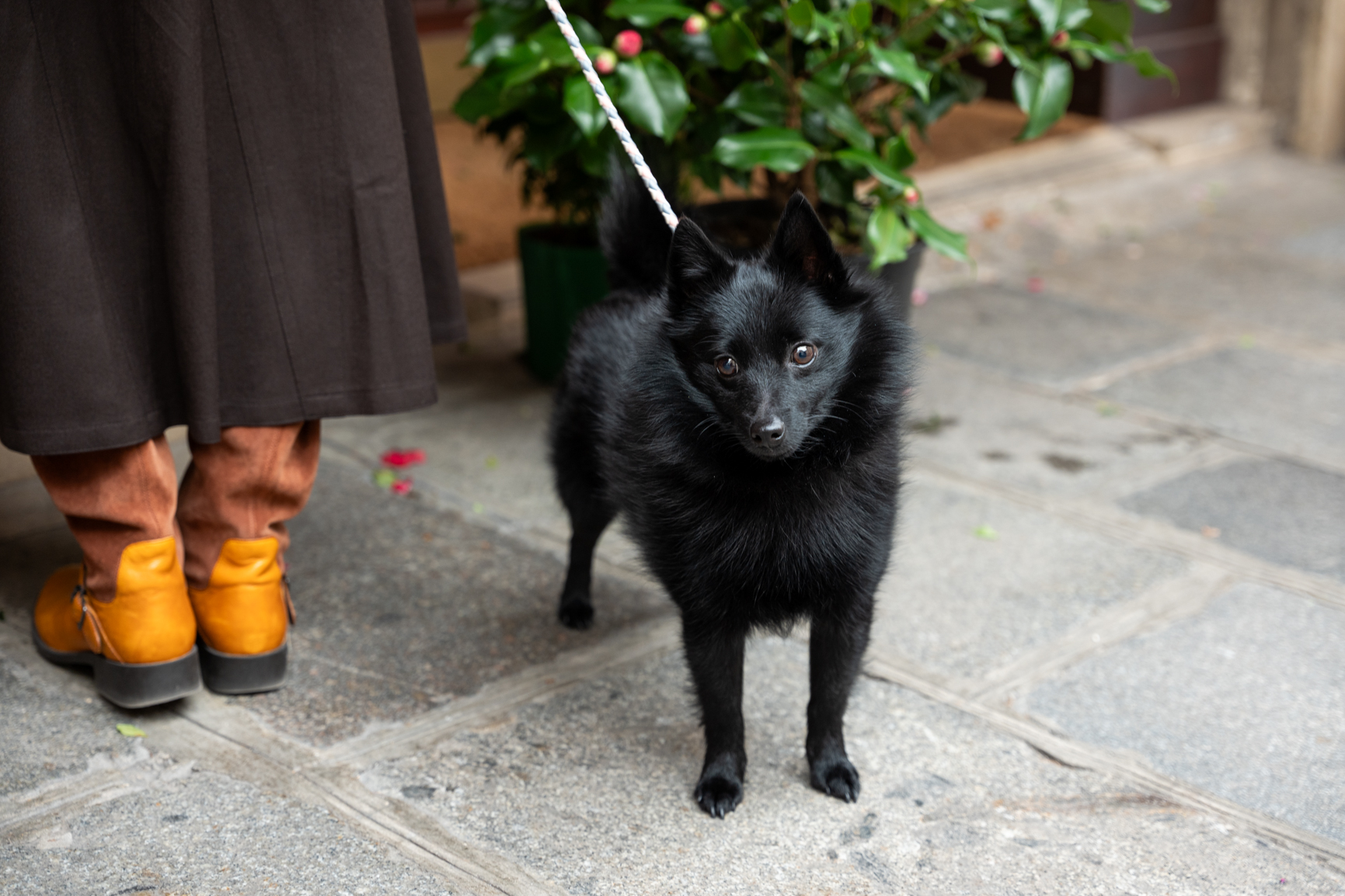 ティファニーで黒犬を - イザ！