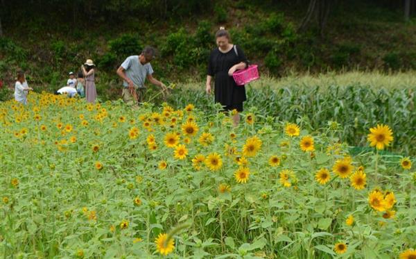 豊岡 たんとう花公園でひまわりまつり開幕 産経ニュース 豊岡 たんとう花公園でひまわりまつり開幕 産経ニュース