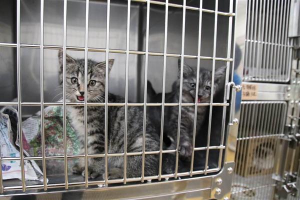 山梨県庁の猫問題続報】「共生」探る県庁中庭の猫問題u2026一方で減らない