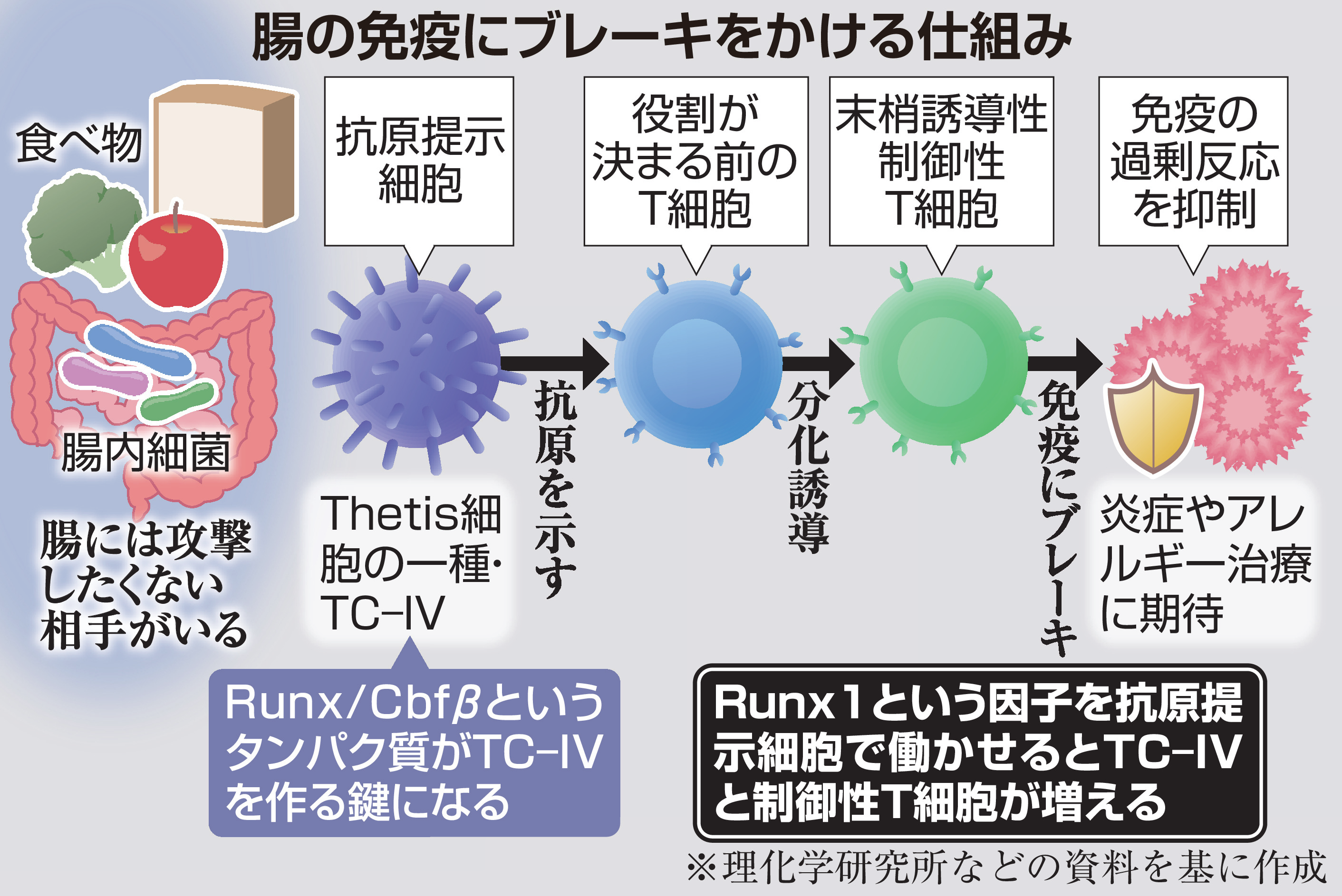 t 細胞 増やす