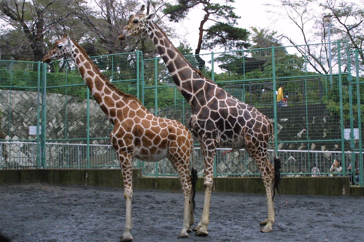 種の保存 へ キリンの嫁入り 群馬 桐生が岡動物園 1 2ページ 産経ニュース