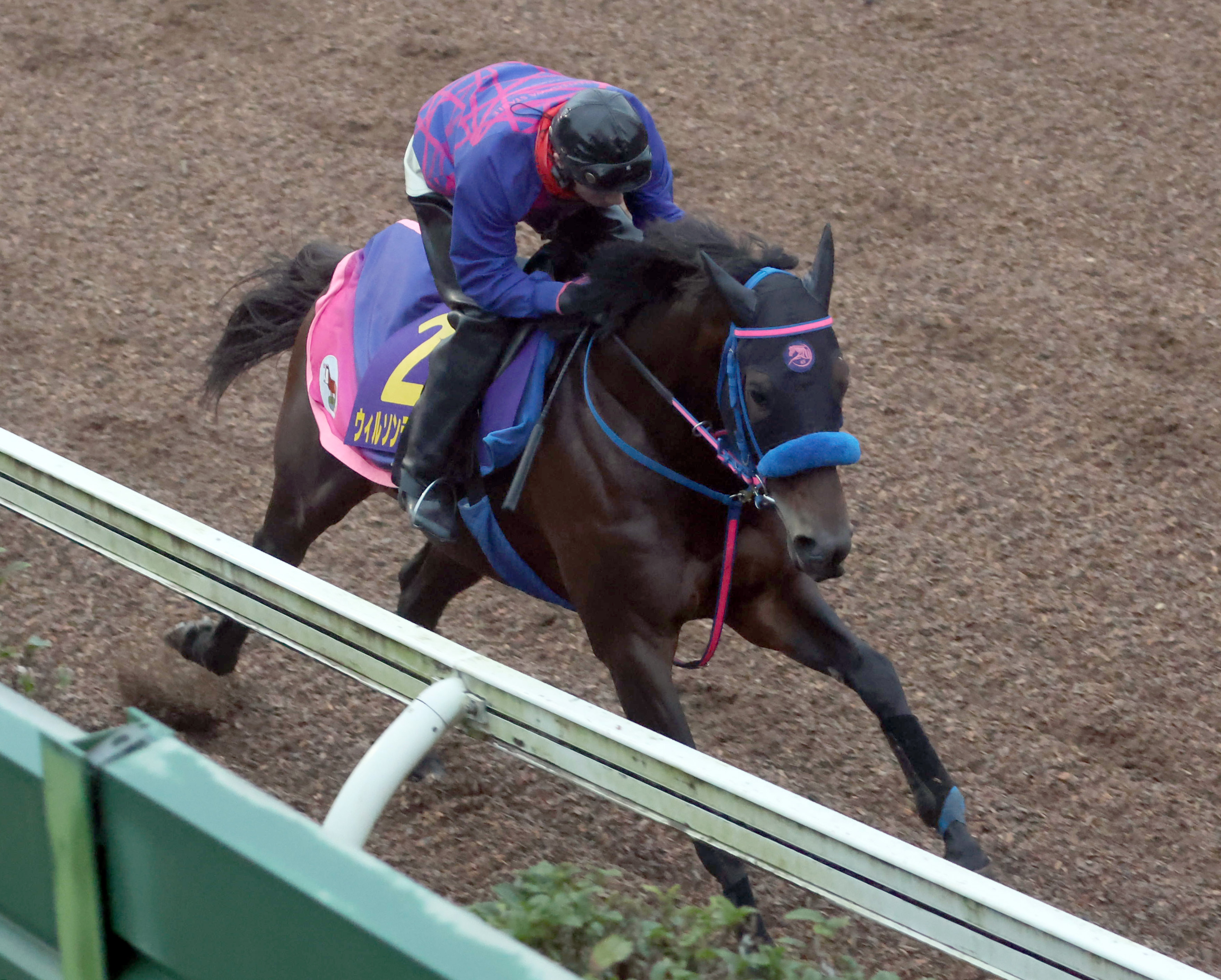 チャンピオンズC】5歳秋迎え充実一途のウィルソンテソーロ 悲願のJRA・GⅠ初制覇へ - サンスポZBAT!