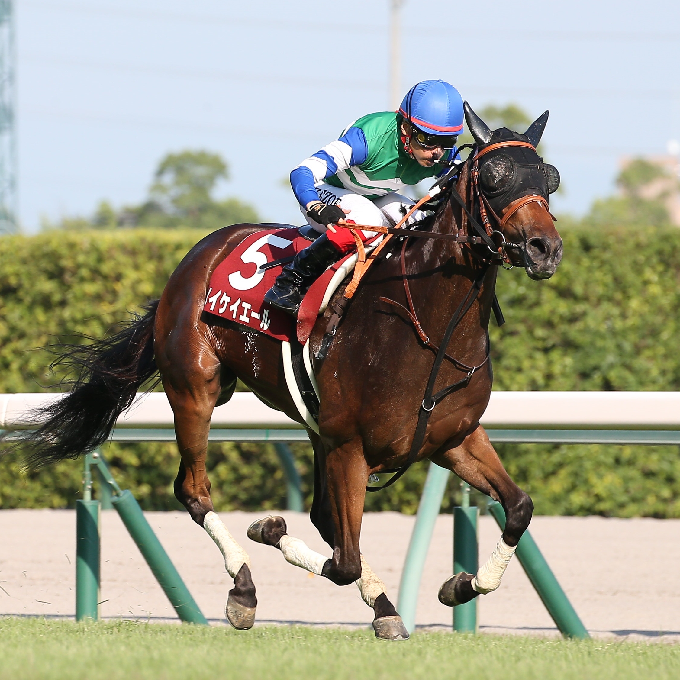 メイケイエールが米国のブリーダーズカップに参戦 鞍上は池添謙一 ...