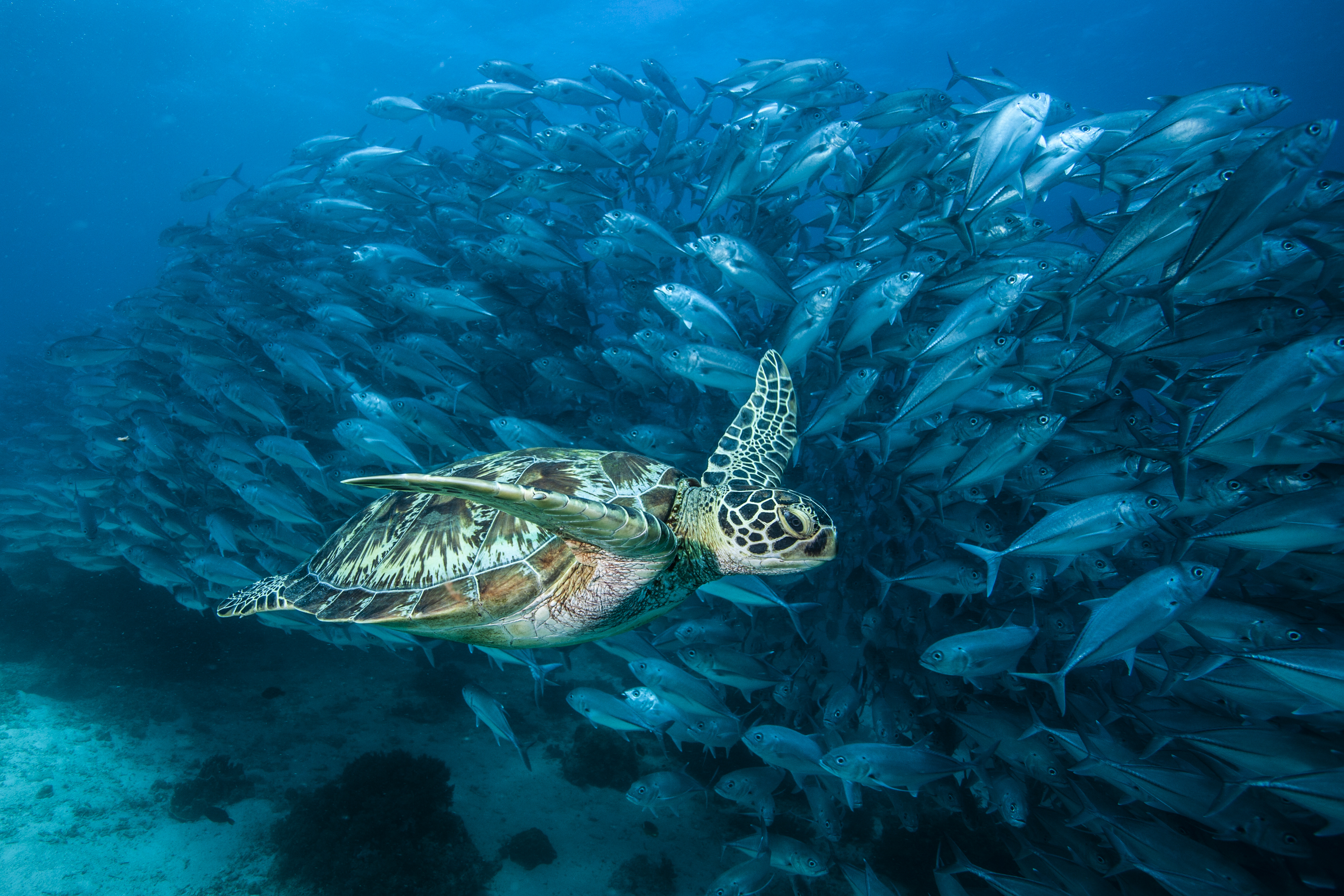 ソロモンの頭巾】写真集「密林珊瑚」 長辻象平 - 産経ニュース