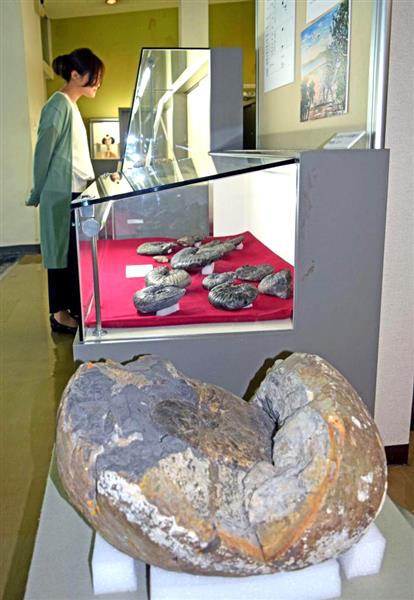 淡路島にも恐竜がいた 淡路文化史料館で島内発掘の化石38点紹介