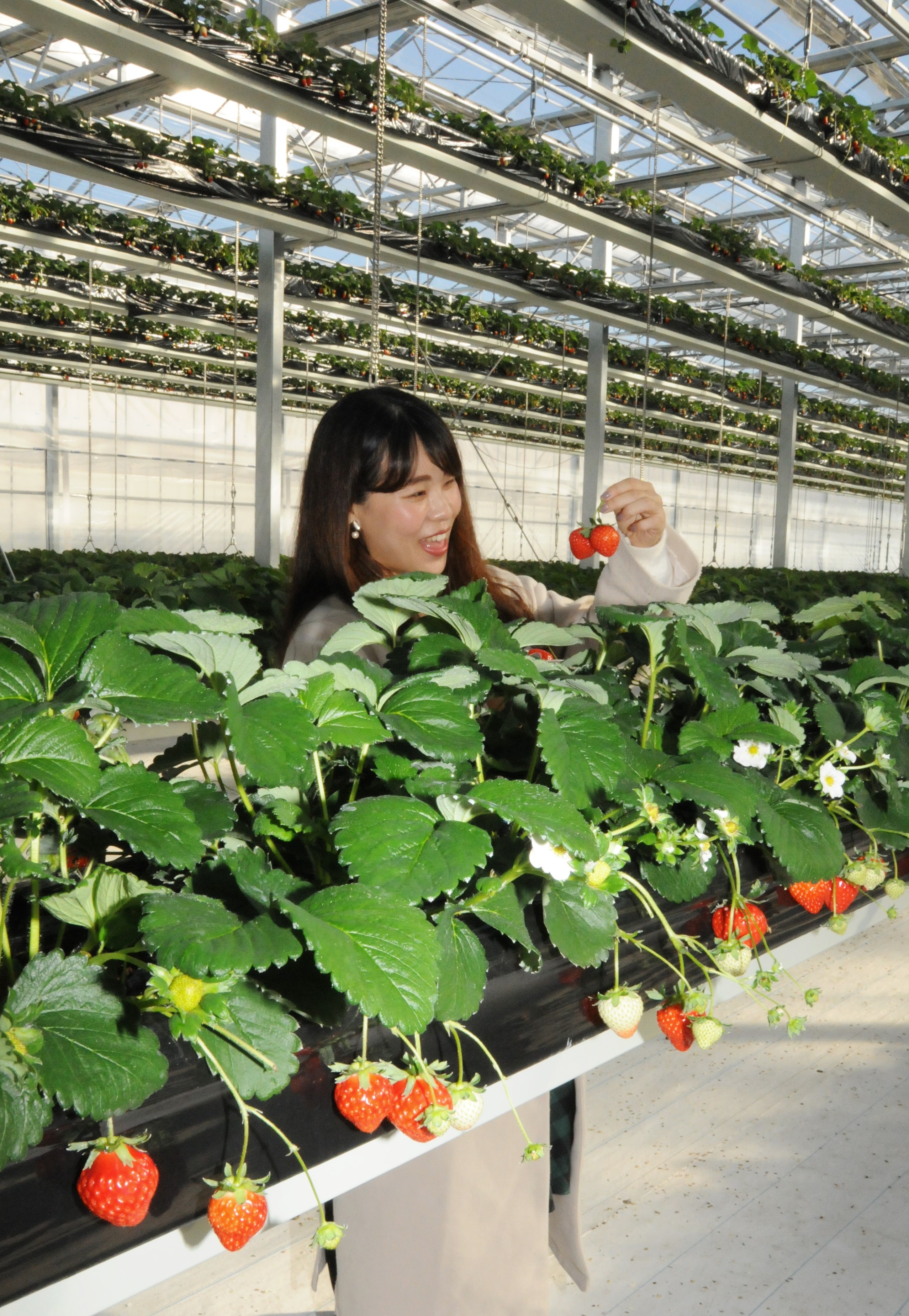 日本最大級の「空中イチゴ園」オープン 茨城・常総に - 産経ニュース
