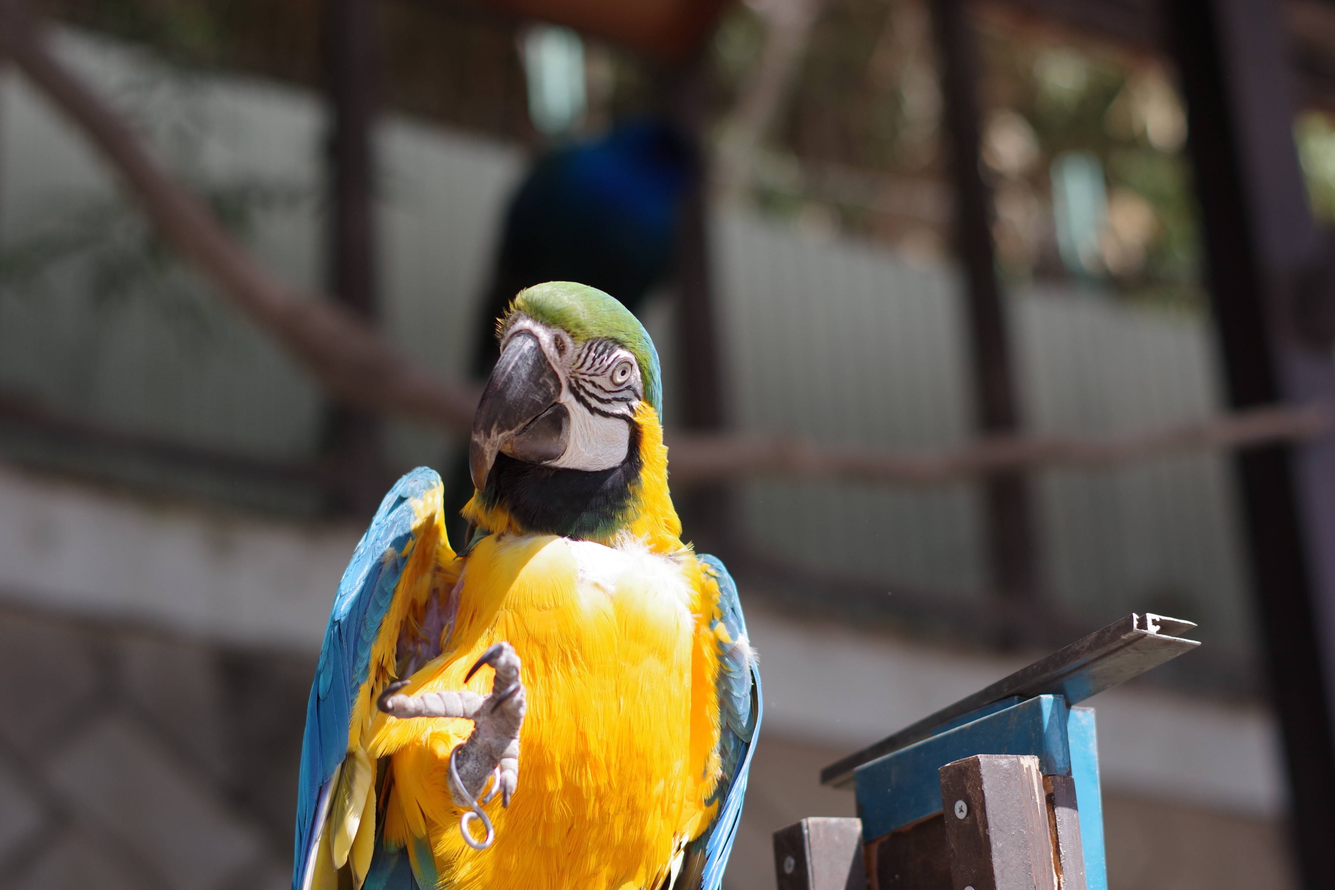 長野・須坂市動物園 飼育員日誌】ルリコンゴウインコ 初の繁殖に