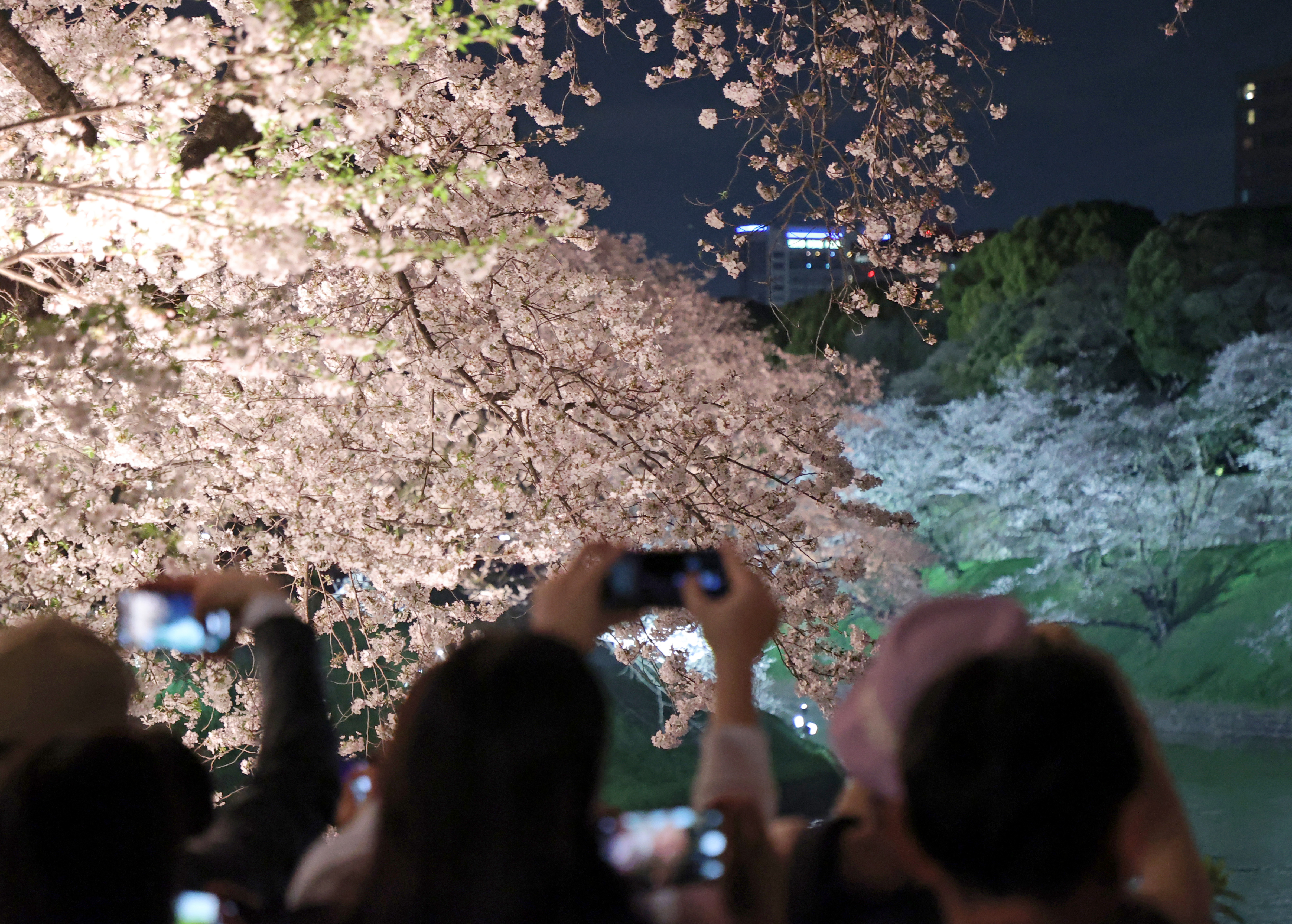 また来年も見に来たい」 千鳥ヶ淵の夜桜、ライトアップ最終日 桜便り