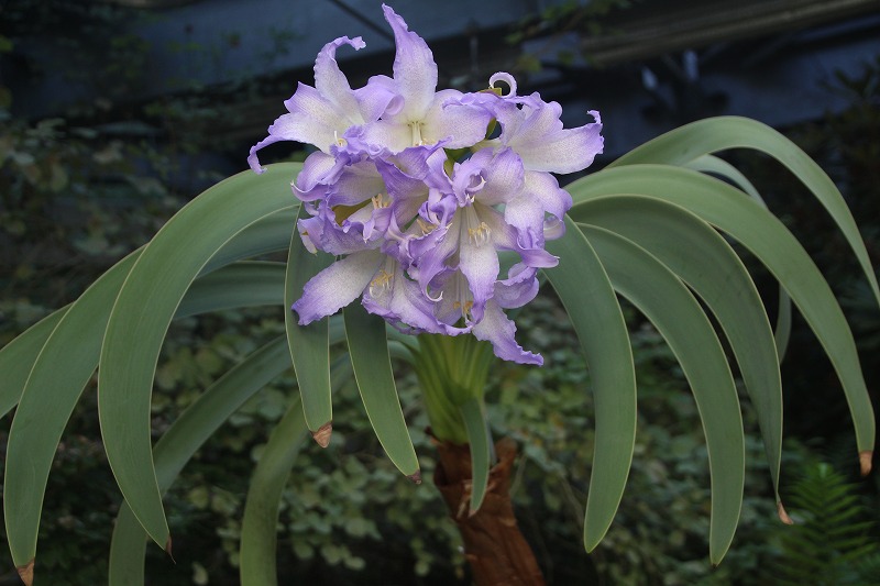 珍しい「ブルーアマリリス」開花 大阪府立花の文化園 - 産経ニュース