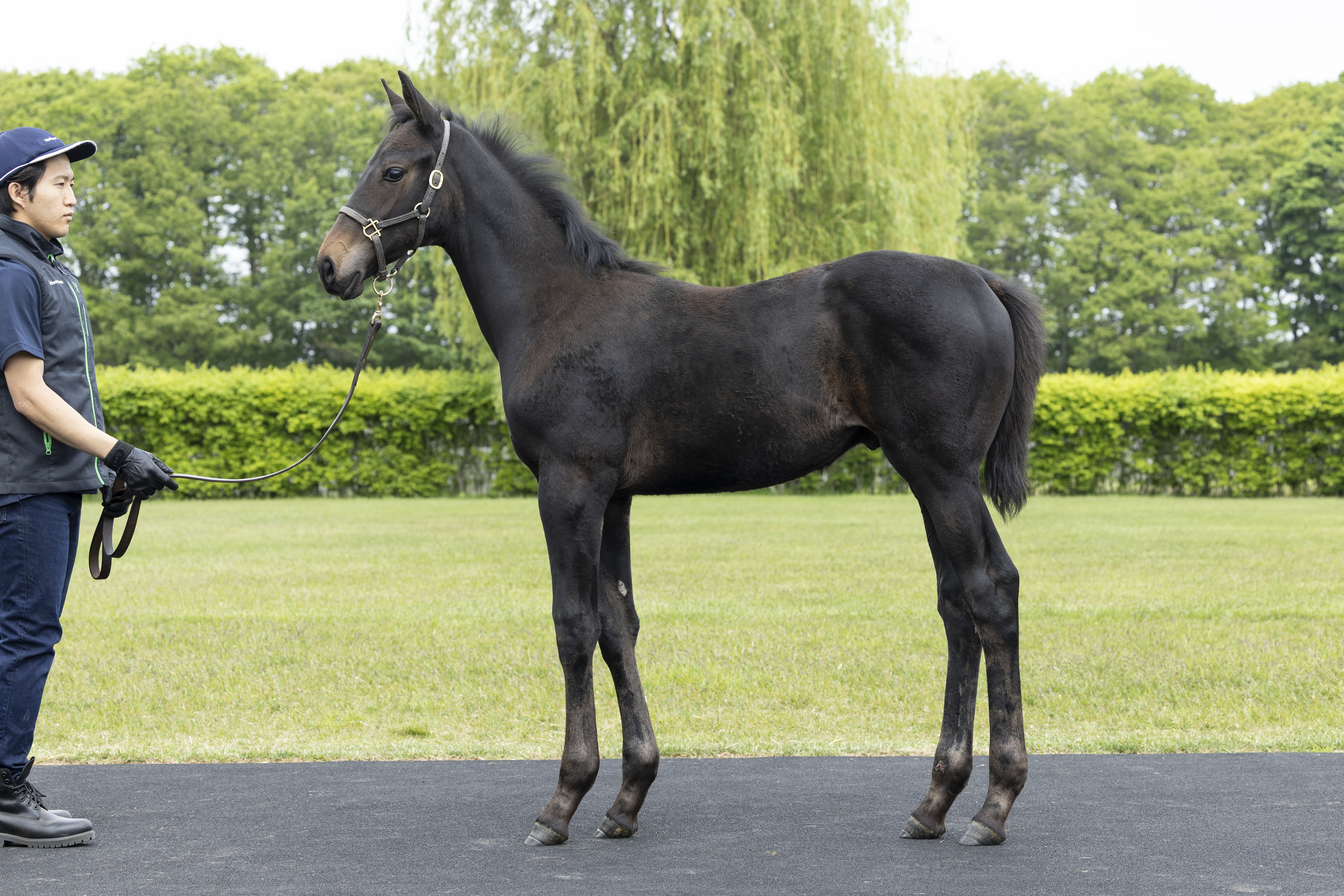 2024キズナ産駒　馬主の権利　合計13万円分　競馬　蹄　ゼッケン　ムチ 2024キズナ産駒 馬主の権利 合計13万円分 競馬 蹄 ゼッケン ムチ