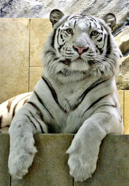 ホワイトタイガーの誕生日に お肉ケーキ プレゼント 大阪 吹田の 生きているミュージアム 産経ニュース