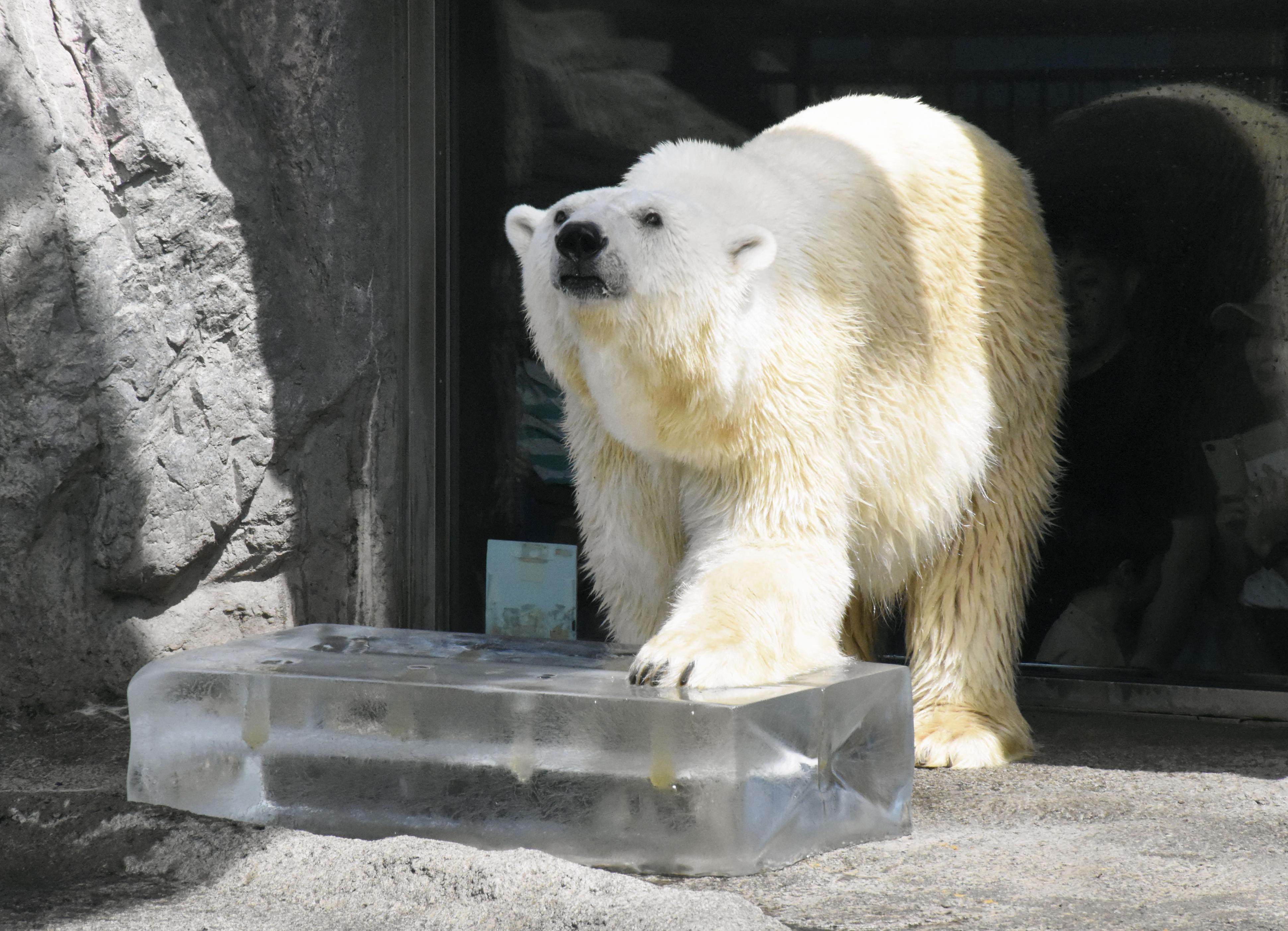 動物たちに恒例の氷のプレゼント 北海道・旭川の旭山動物園 - 産経ニュース