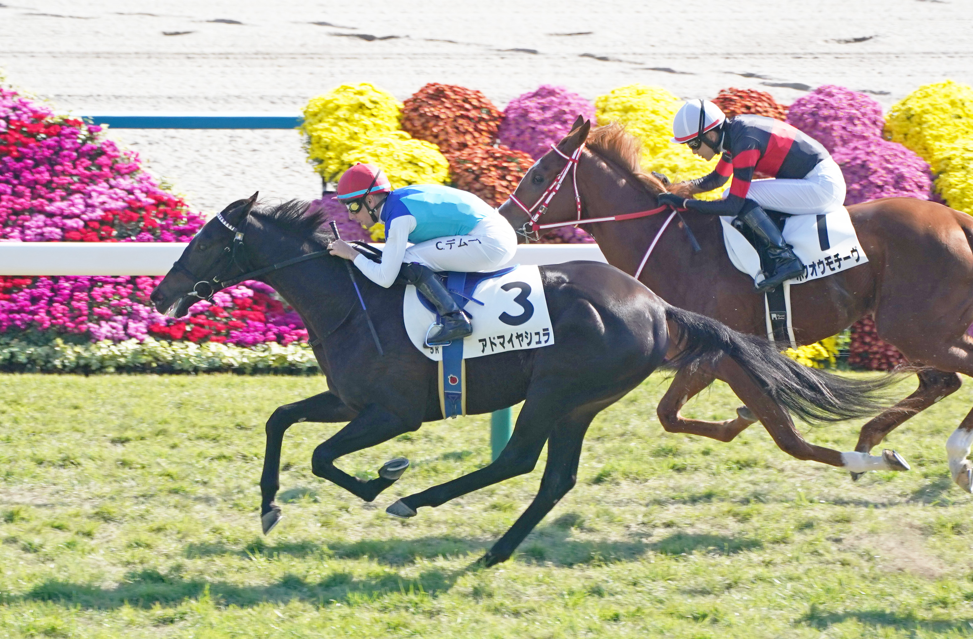 新春特売 現地単勝 新馬戦2002年 京都競馬 アドマイヤグルーヴ