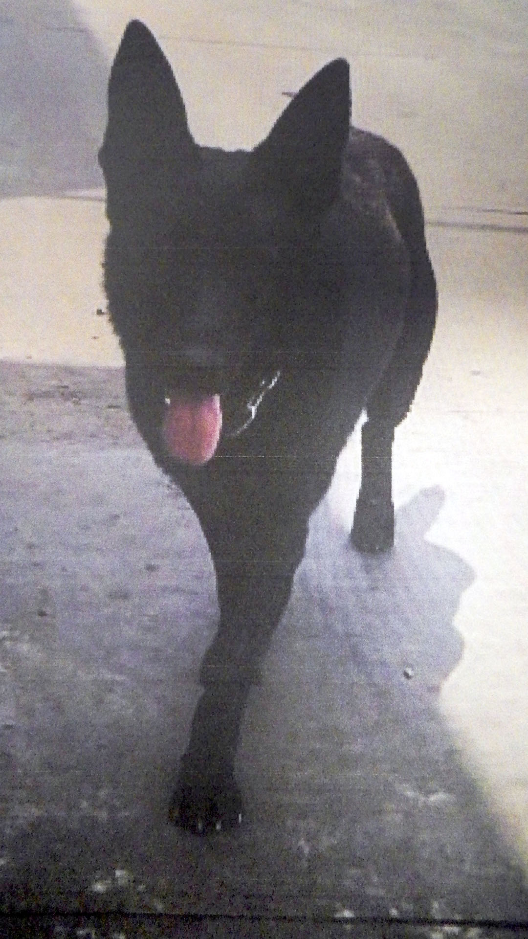 ドーベルマンなど大型犬3匹が逃げる 千葉・四街道の自動車解体施設