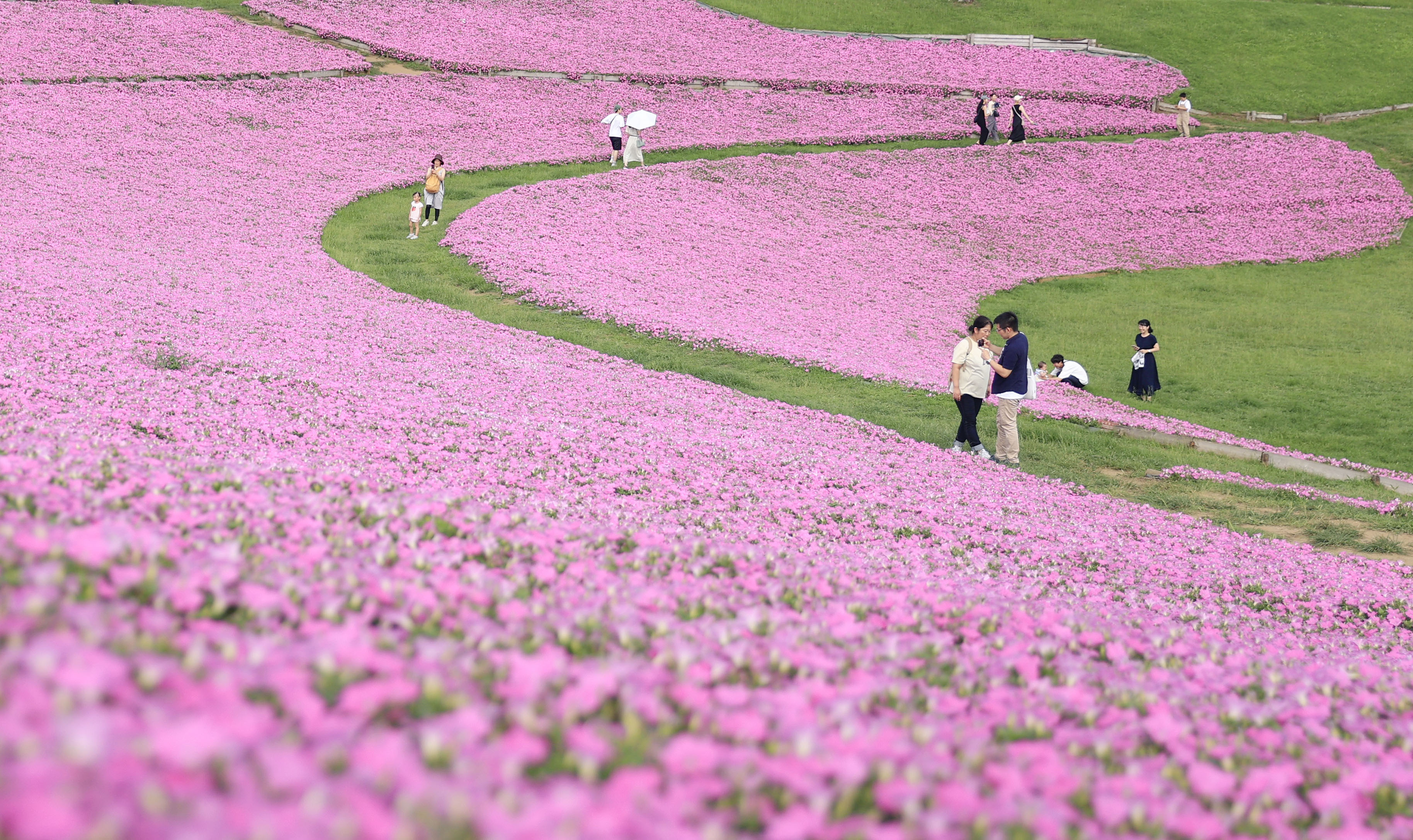桃花 跡見群芳譜(桜花譜 モモ)