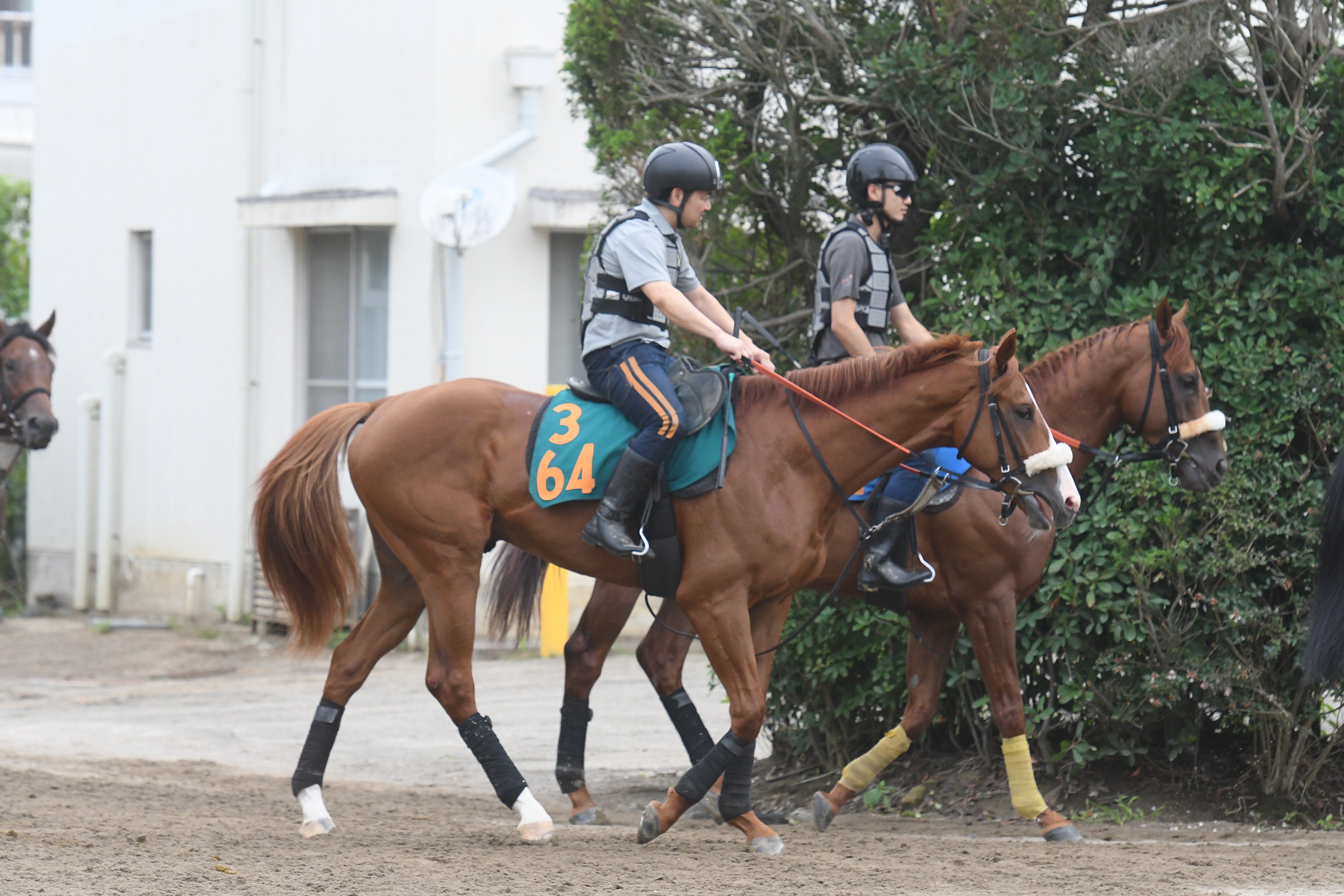 今日の注目新馬】ソラニワラエバは伯父に欧米2歳チャンプ 武井師「雨が