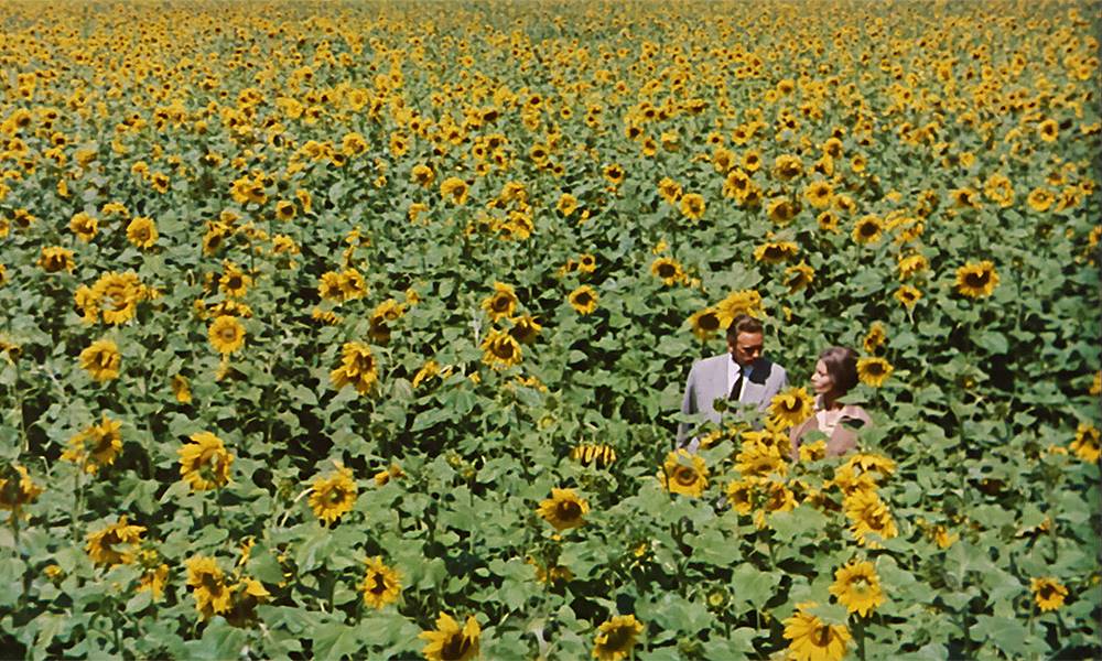 こちらサンスポ社会班 １９７０年の映画 ひまわり 全国４０カ所以上で再上映 収益金の一部を寄付 名作鑑賞が戦禍で苦しむ人たちへの助けに サンスポ