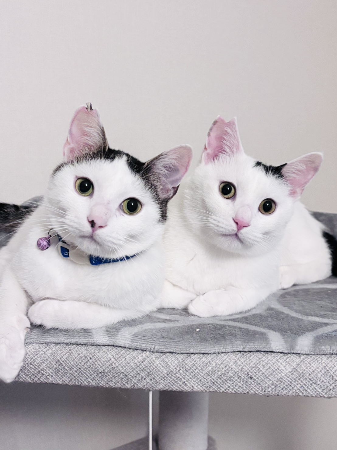 危険な山中に捨てられた猫さん21匹 新たに現れた5匹…京都の「事件」の