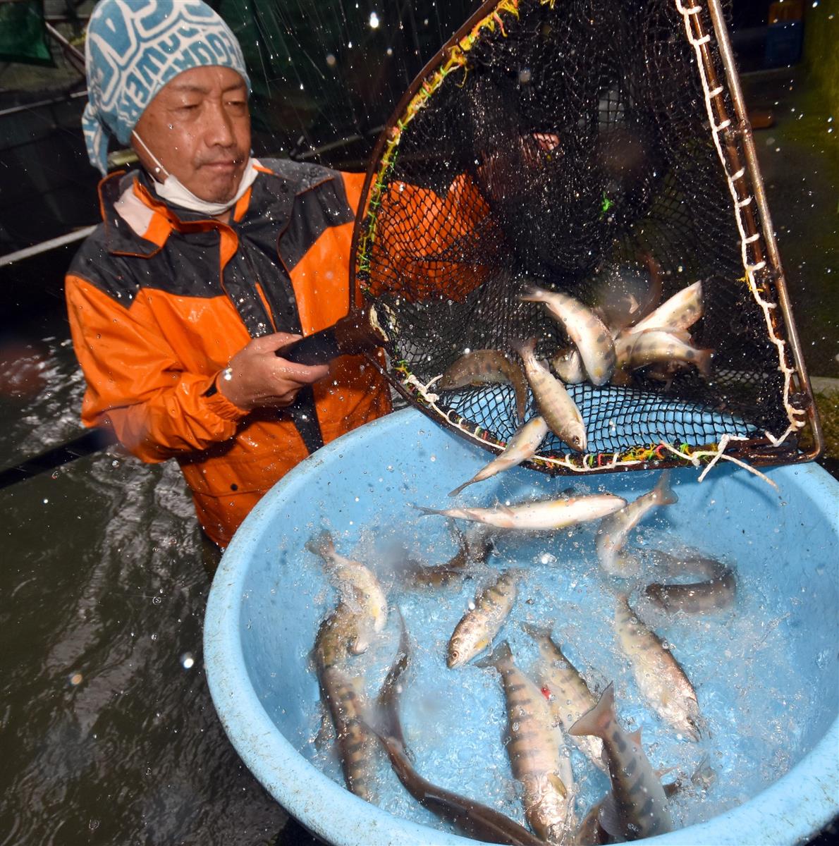 ヤマメを 生きたまま通販 山梨 小菅村 コロナで養魚場が密に 1 2ページ 産経ニュース