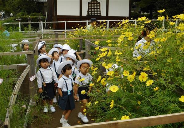 コスモス迷路が登場 奈良 桜井の安倍文殊院 産経ニュース