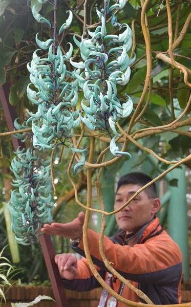幻想的な勾玉の形の花「ヒスイカズラ」が見頃 滋賀・草津「みずの森