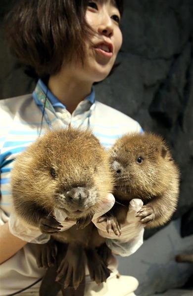 動画 モフモフしてかわいい ニフレルでビーバーの赤ちゃん誕生 産経ニュース 動画 モフモフしてかわいい ニフレルでビーバーの赤ちゃん誕生 産経ニュース
